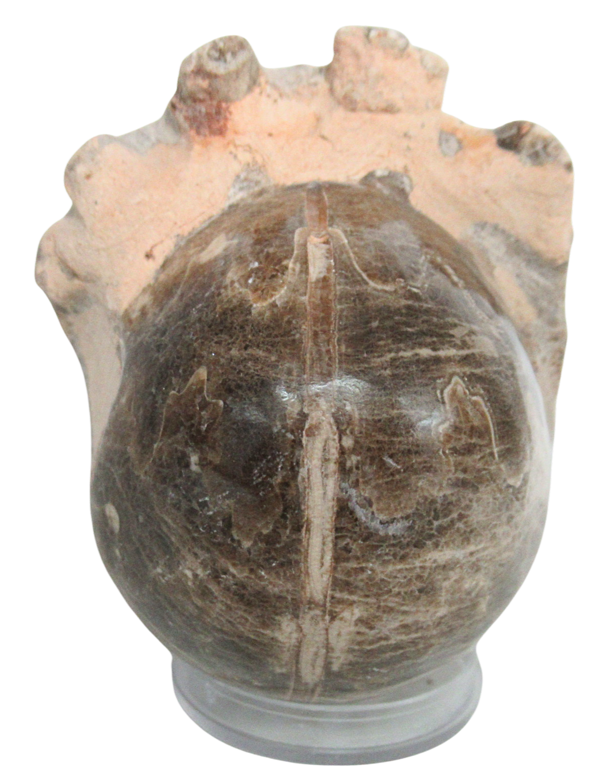 Vascoceras Ammonite Fossil For Sale Genuine Cretaceous Fossils 5b | Fossils for Sale Vascoceras Ammonite Fossil For Sale Genuine Cretaceous Fossils 5b