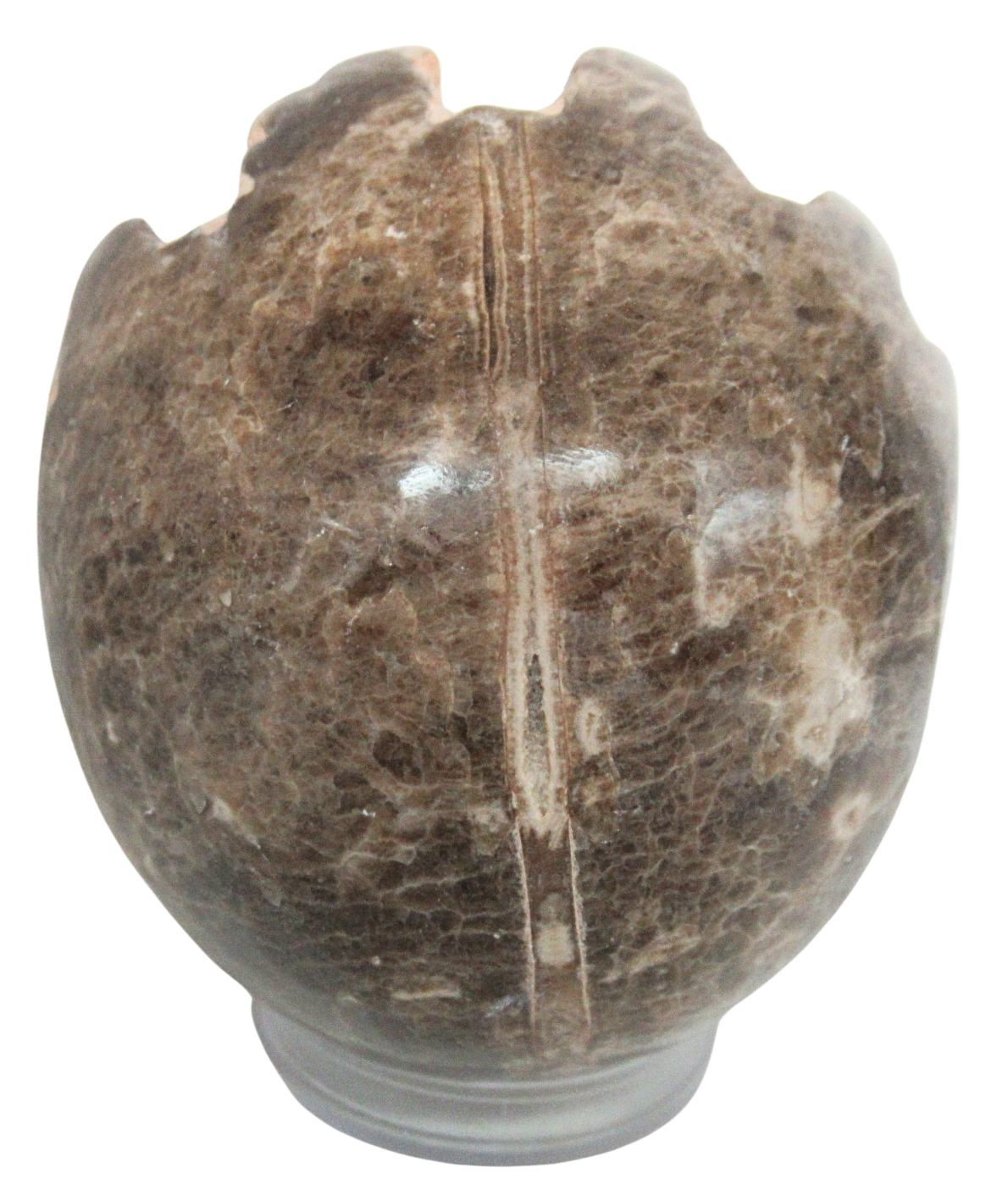 Vascoceras Ammonite Fossil For Sale Genuine Cretaceous Fossils 5c | Fossils for Sale Vascoceras Ammonite Fossil For Sale Genuine Cretaceous Fossils 5c