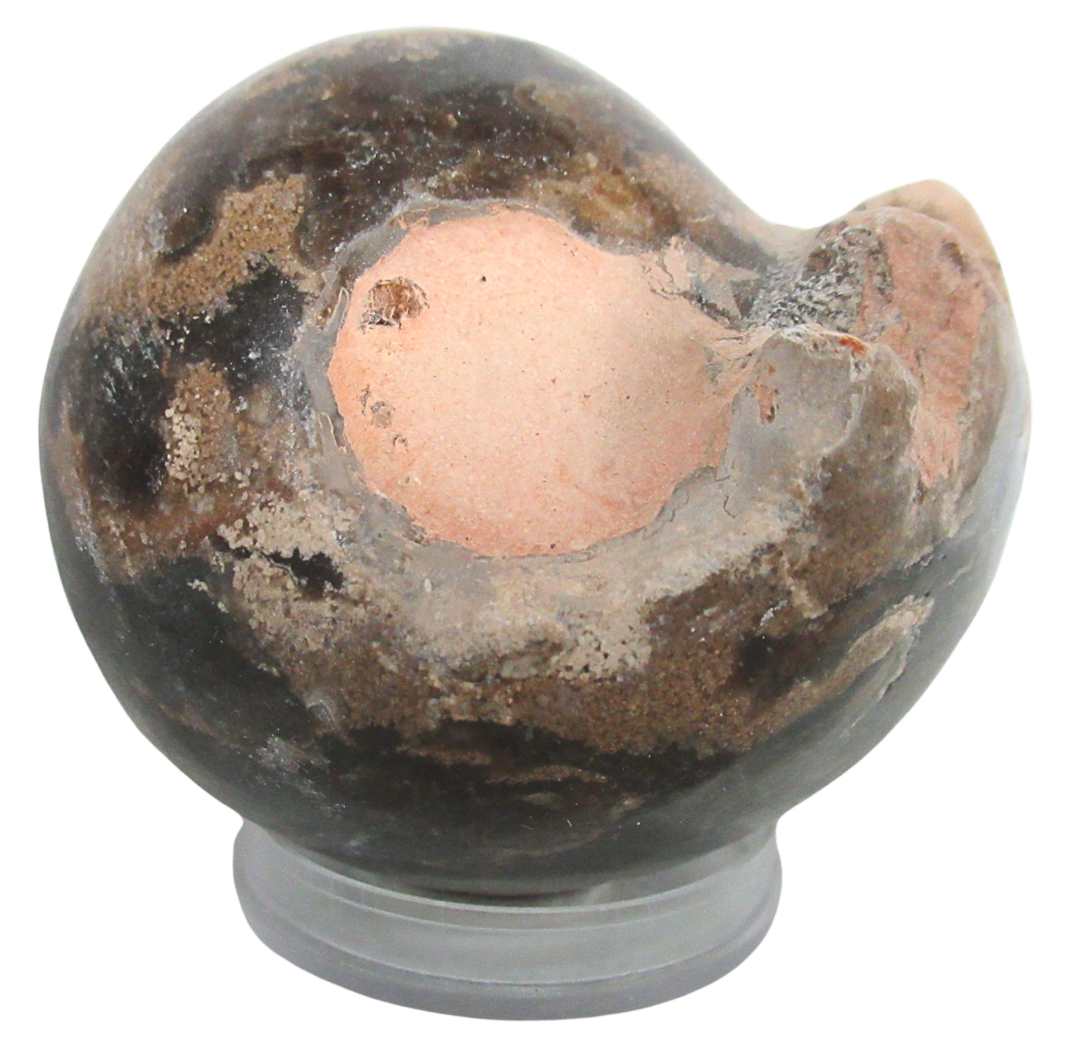 Vascoceras Ammonite Fossil For Sale Genuine Cretaceous Fossils 6 | Fossils for Sale