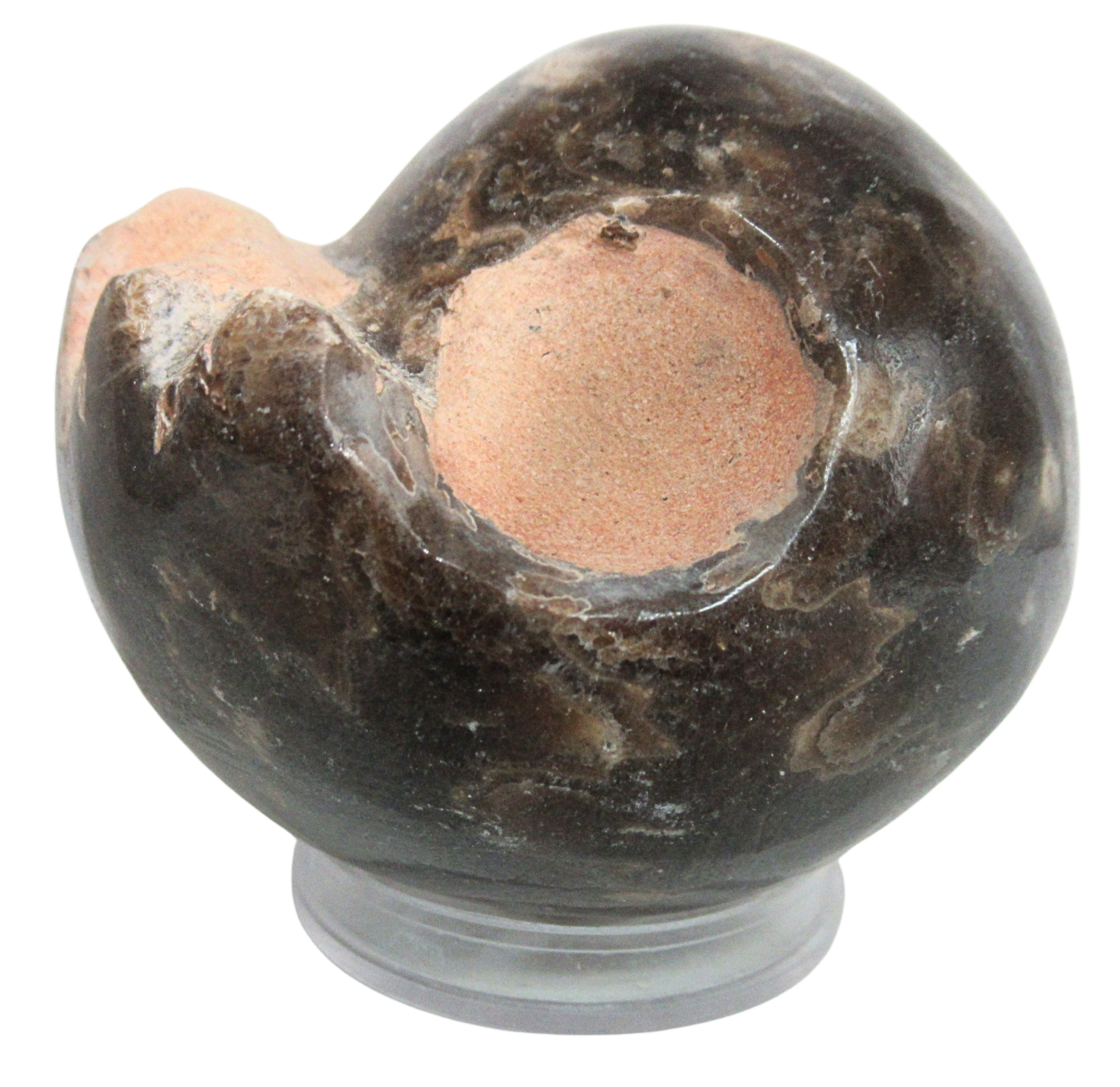 Vascoceras Ammonite Fossil For Sale Genuine Cretaceous Fossils 6a | Fossils for Sale