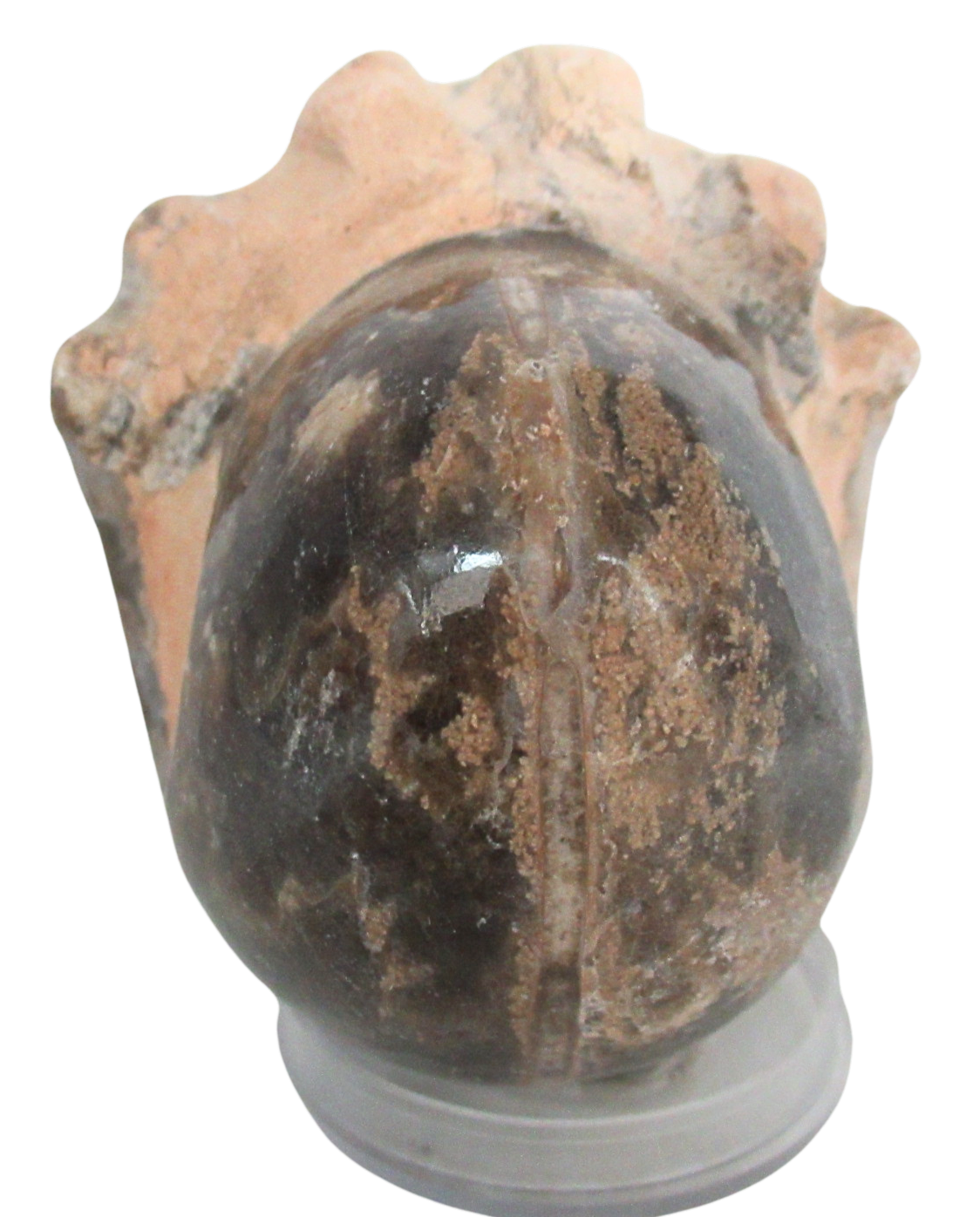 Vascoceras Ammonite Fossil For Sale Genuine Cretaceous Fossils 6b | Fossils for Sale