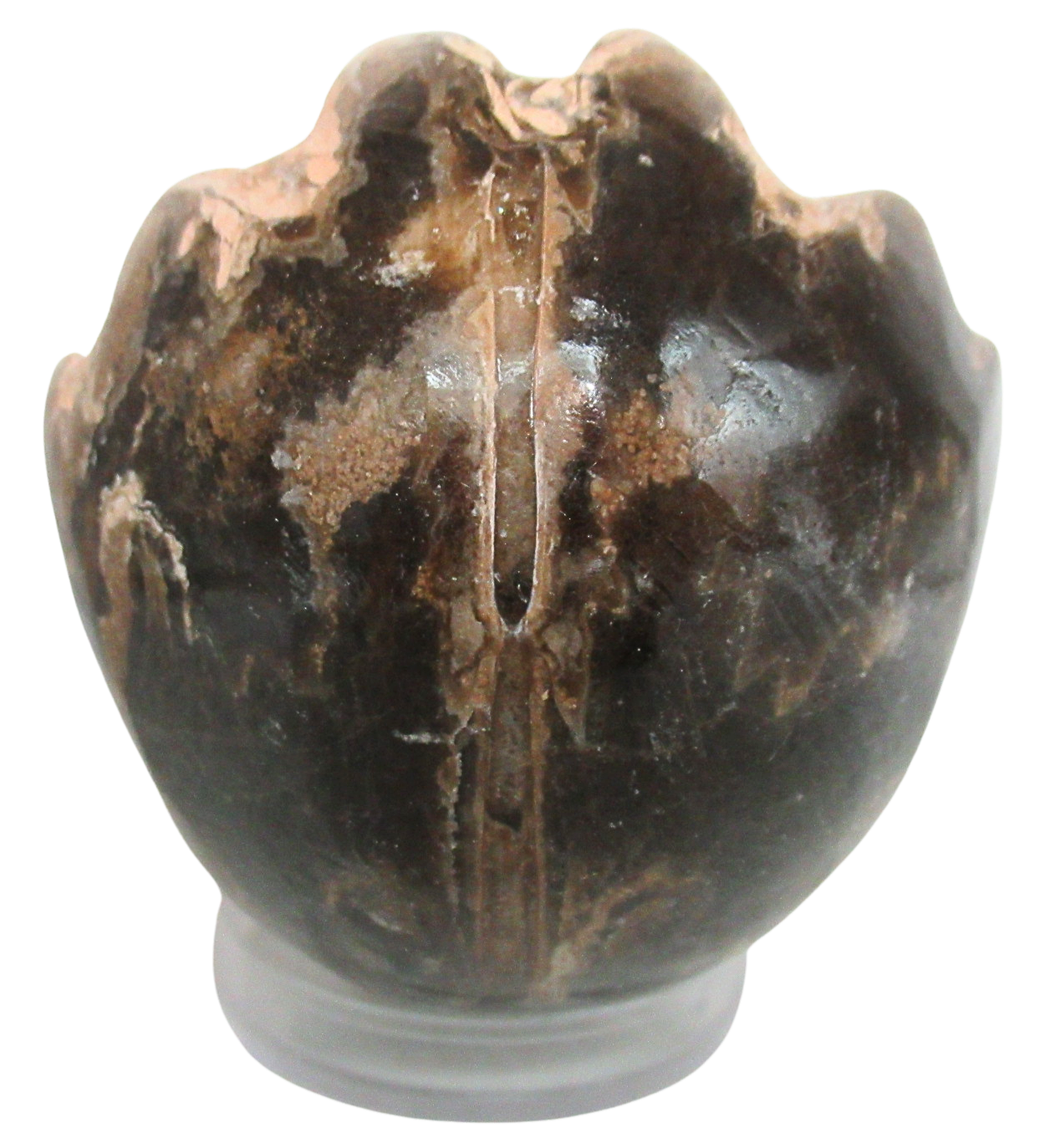 Vascoceras Ammonite Fossil For Sale Genuine Cretaceous Fossils 6c | Fossils for Sale