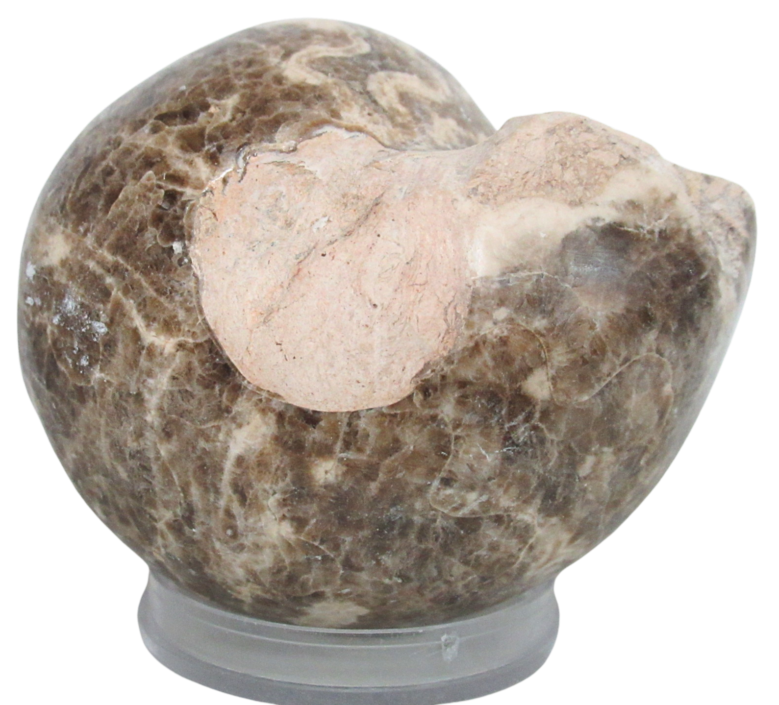 Vascoceras Ammonite Fossil For Sale Genuine Cretaceous Fossils 8 | Fossils for Sale Vascoceras Ammonite Fossil For Sale Genuine Cretaceous Fossils 8