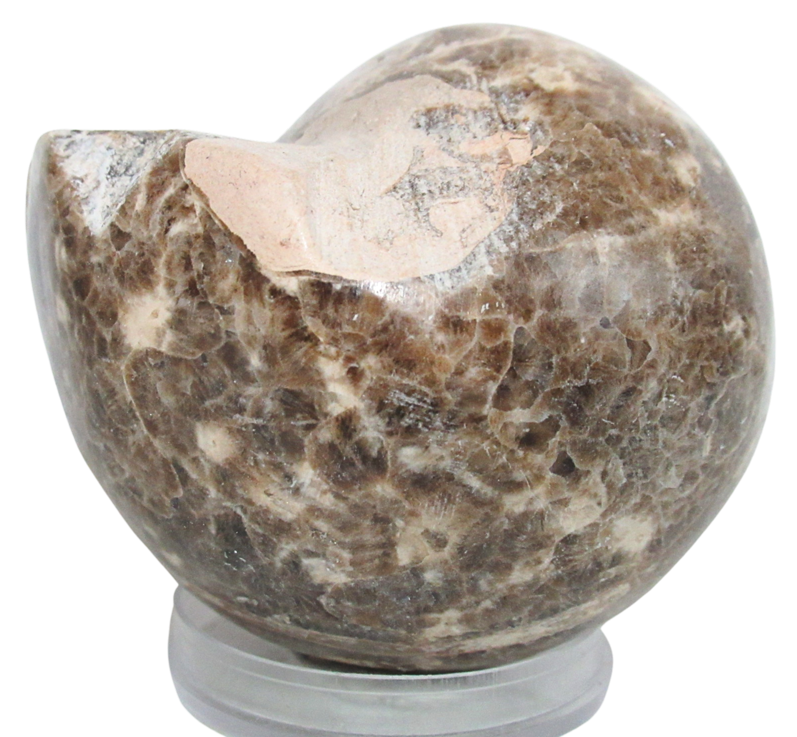 Vascoceras Ammonite Fossil For Sale Genuine Cretaceous Fossils 8a | Fossils for Sale Vascoceras Ammonite Fossil For Sale Genuine Cretaceous Fossils 8a