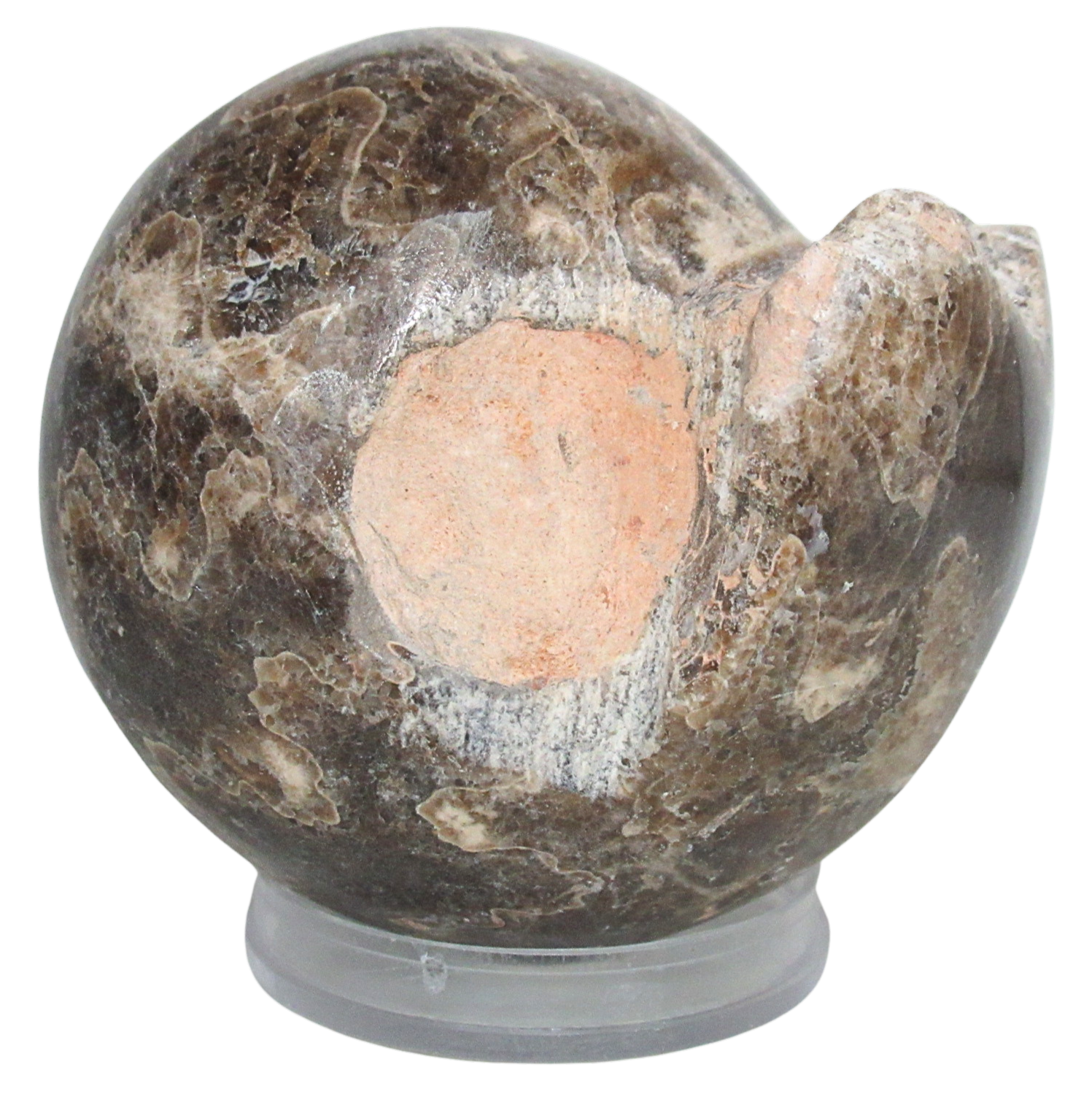 Vascoceras Ammonite Fossil For Sale Genuine Cretaceous Fossils 9 | Fossils for Sale Vascoceras Ammonite Fossil For Sale Genuine Cretaceous Fossils 9