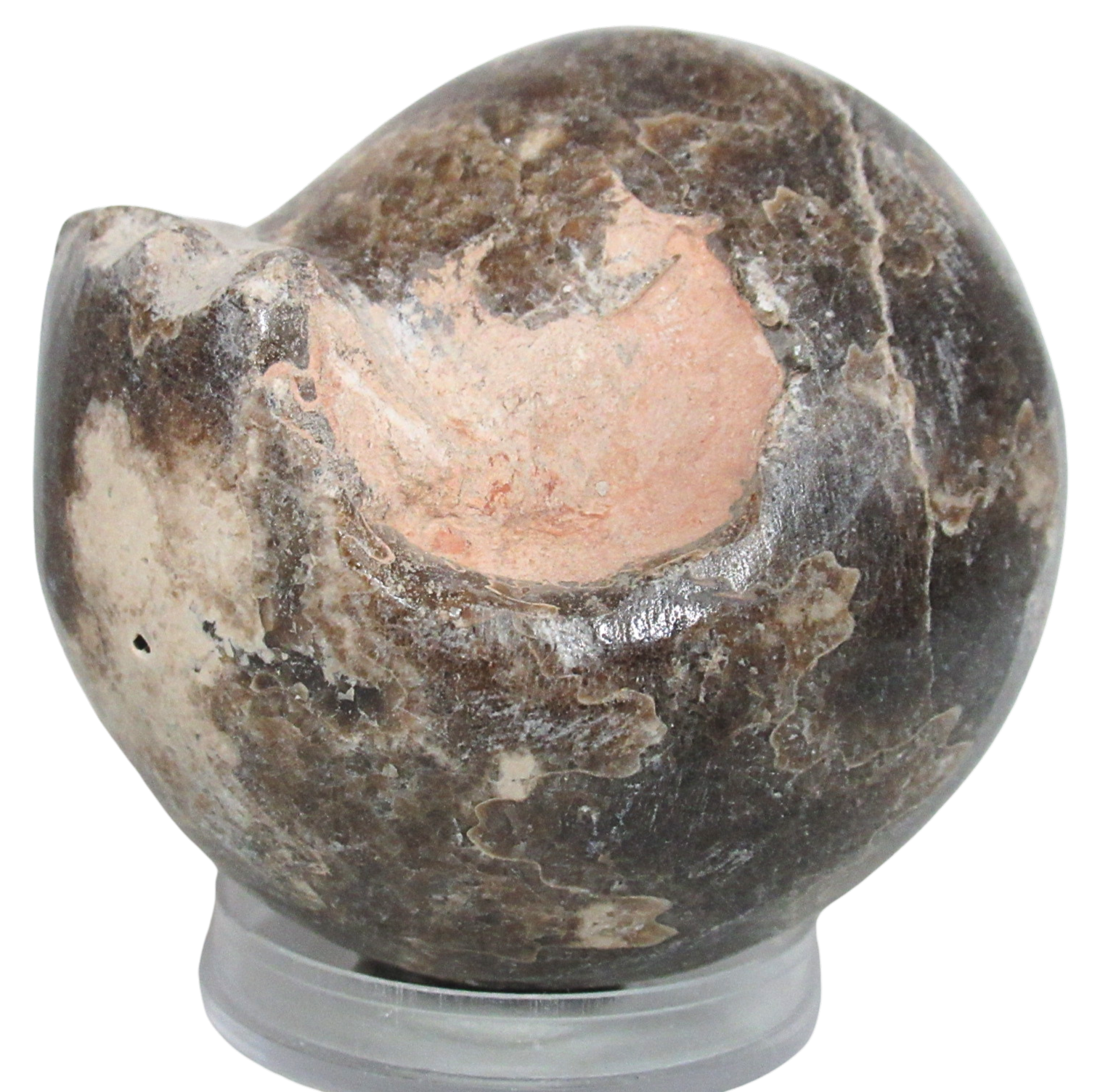 Vascoceras Ammonite Fossil For Sale Genuine Cretaceous Fossils 9a | Fossils for Sale Vascoceras Ammonite Fossil For Sale Genuine Cretaceous Fossils 9a