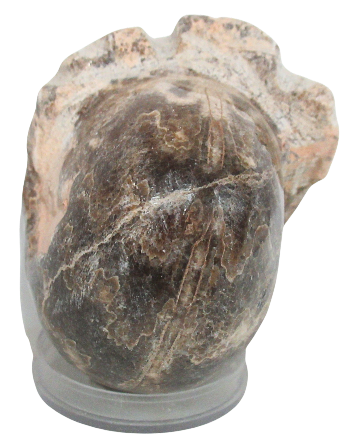 Vascoceras Ammonite Fossil For Sale Genuine Cretaceous Fossils 9b | Fossils for Sale Vascoceras Ammonite Fossil For Sale Genuine Cretaceous Fossils 9b