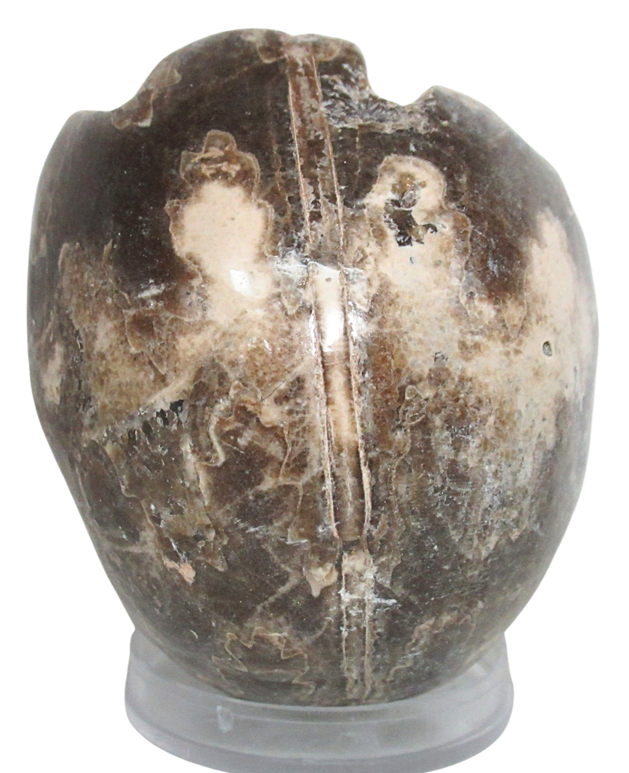 Vascoceras Ammonite Fossil For Sale Genuine Cretaceous Fossils 9c | Fossils for Sale Vascoceras Ammonite Fossil For Sale Genuine Cretaceous Fossils 9c