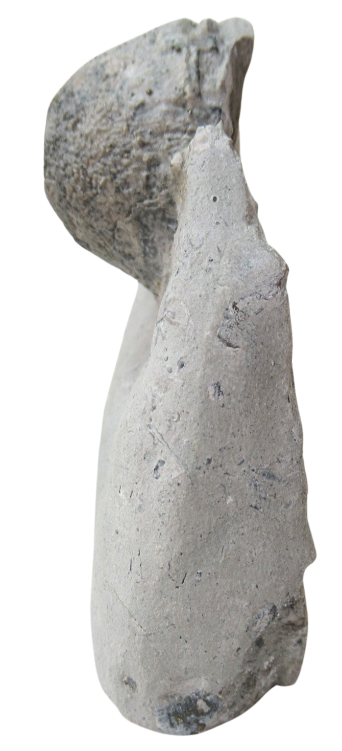 Waldron Shale Crinoid Fossil For Sale Genuine Silurian Fossils 10a | Fossils for Sale Waldron Shale Crinoid Fossil For Sale Genuine Silurian Fossils 10a