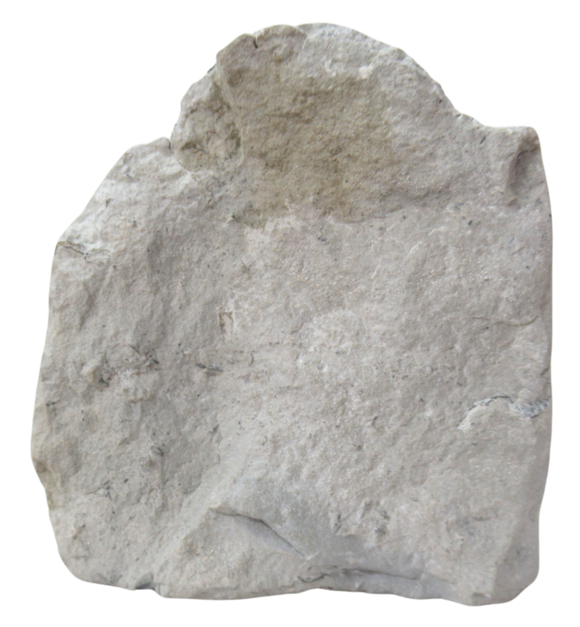 Waldron Shale Crinoid Fossil For Sale Genuine Silurian Fossils 10b | Fossils for Sale Waldron Shale Crinoid Fossil For Sale Genuine Silurian Fossils 10b