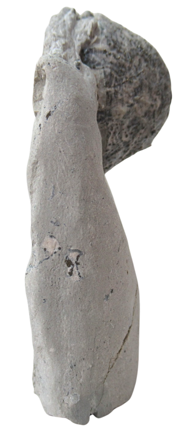 Waldron Shale Crinoid Fossil For Sale Genuine Silurian Fossils 10c | Fossils for Sale Waldron Shale Crinoid Fossil For Sale Genuine Silurian Fossils 10c