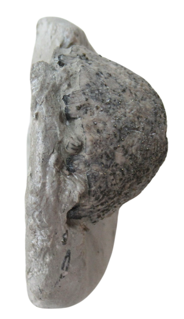 Waldron Shale Crinoid Fossil For Sale Genuine Silurian Fossils 10d | Fossils for Sale Waldron Shale Crinoid Fossil For Sale Genuine Silurian Fossils 10d