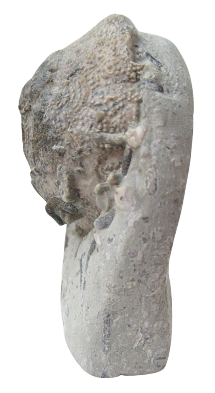 Waldron Shale Crinoid Fossil For Sale Genuine Silurian Fossils 11a | Fossils for Sale Waldron Shale Crinoid Fossil For Sale Genuine Silurian Fossils 11a