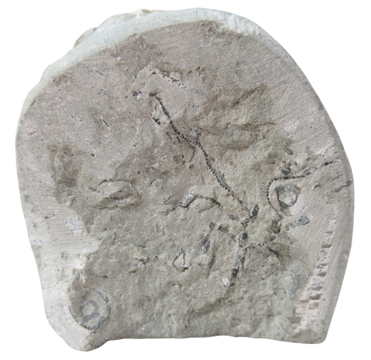 Waldron Shale Crinoid Fossil For Sale Genuine Silurian Fossils 11b | Fossils for Sale Waldron Shale Crinoid Fossil For Sale Genuine Silurian Fossils 11b
