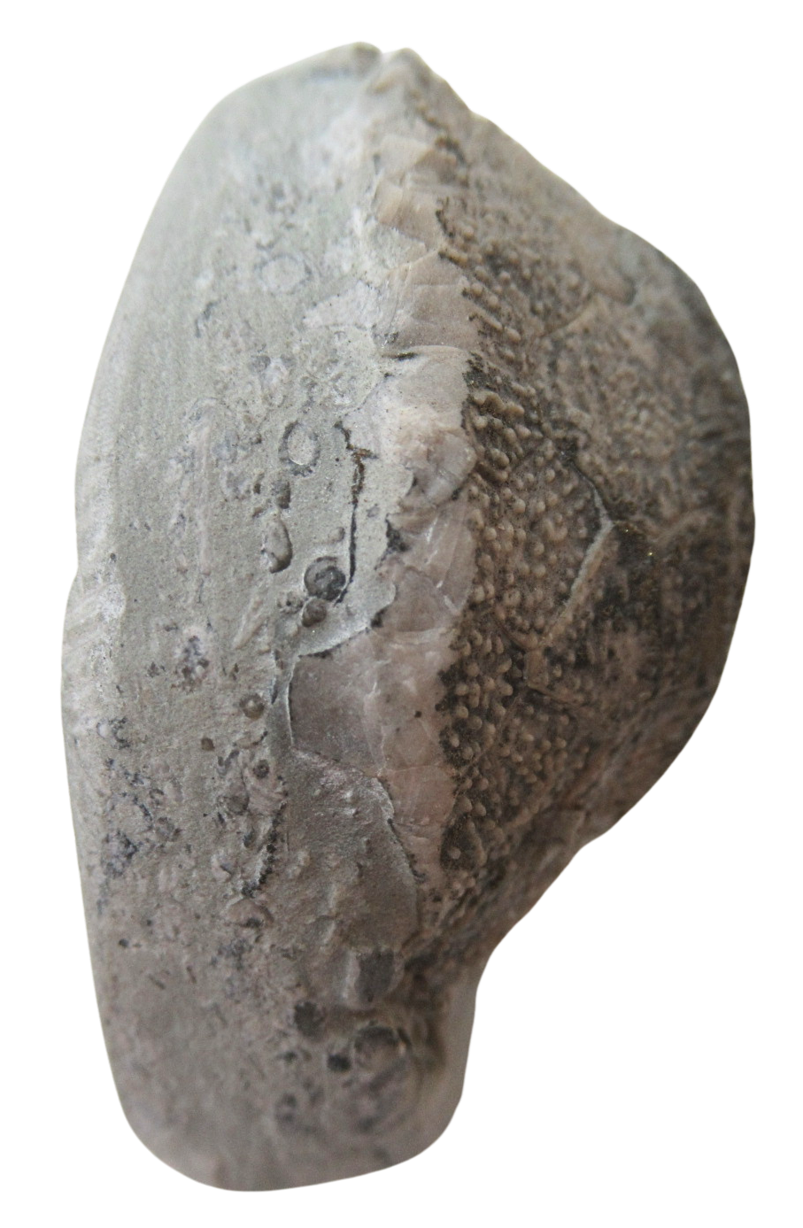 Waldron Shale Crinoid Fossil For Sale Genuine Silurian Fossils 11d | Fossils for Sale Waldron Shale Crinoid Fossil For Sale Genuine Silurian Fossils 11c
