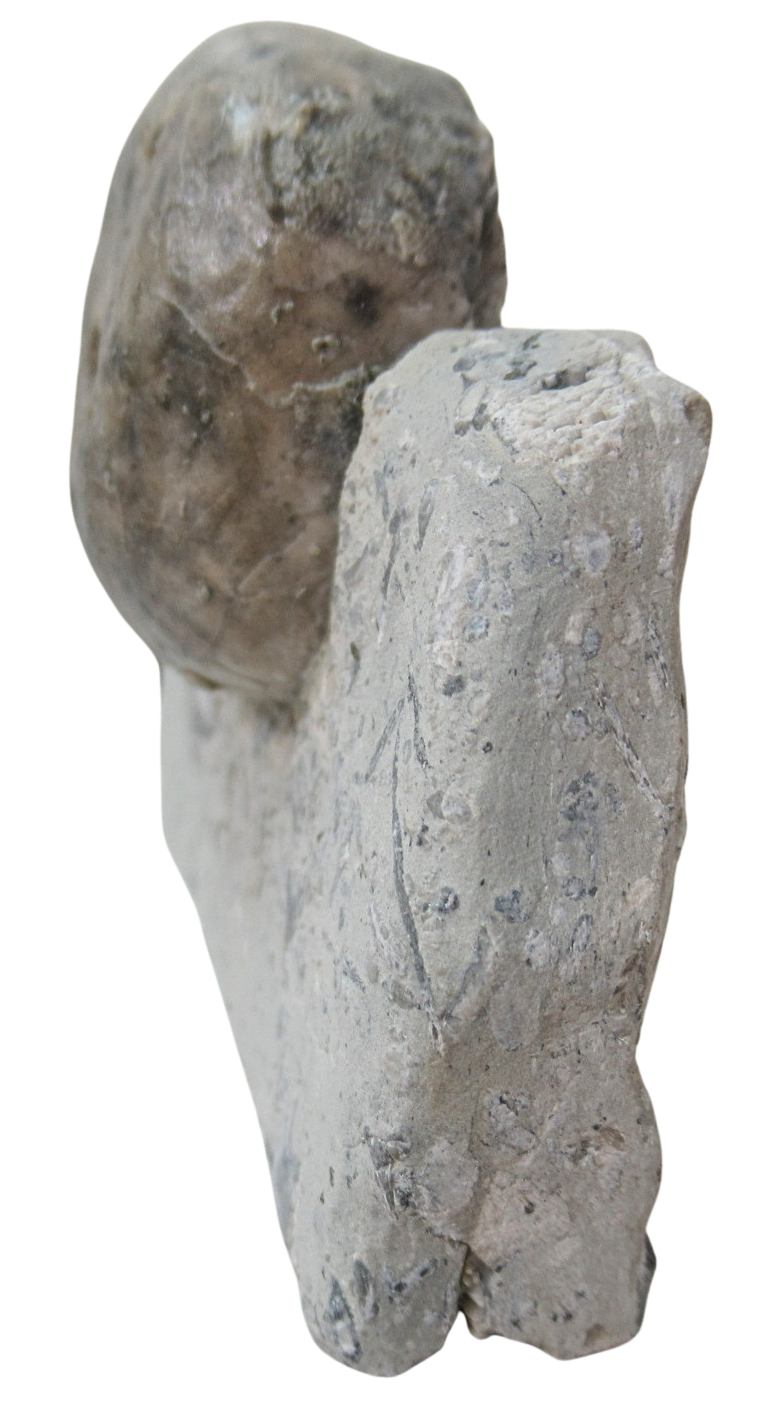 Waldron Shale Crinoid Fossil For Sale Genuine Silurian Fossils 12a | Fossils for Sale Waldron Shale Crinoid Fossil For Sale Genuine Silurian Fossils 12a