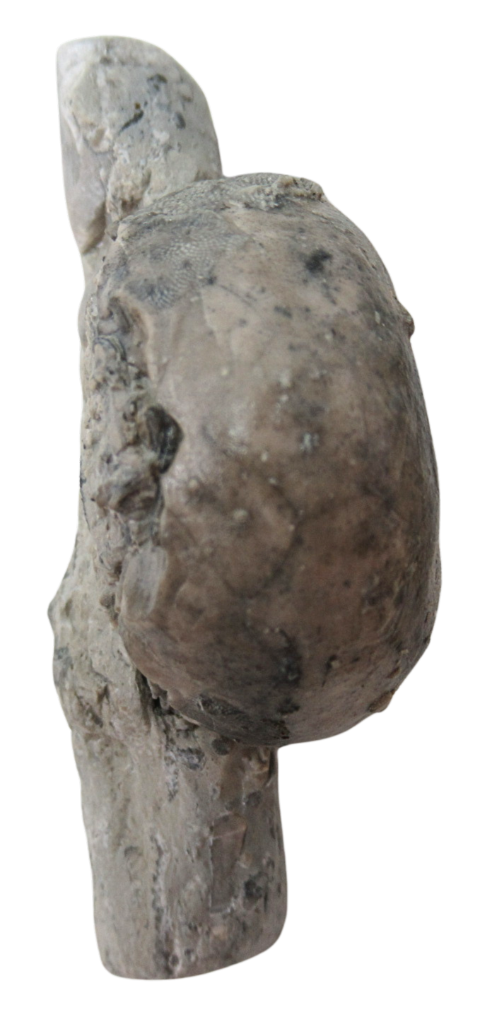Waldron Shale Crinoid Fossil For Sale Genuine Silurian Fossils 12d | Fossils for Sale Waldron Shale Crinoid Fossil For Sale Genuine Silurian Fossils 12d