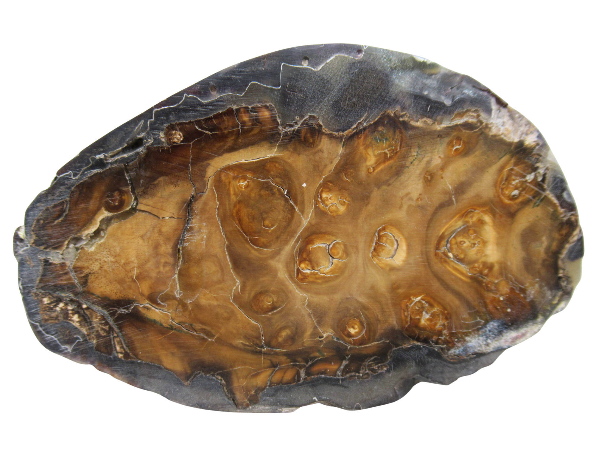 Woolly Mammoth Tooth Fossil For Sale Genuine Ice Age Fossils Tooth Slice 50 | Fossils for Sale Woolly Mammoth Tooth Fossil For Sale Genuine Ice Age Fossils Tooth Slice 50