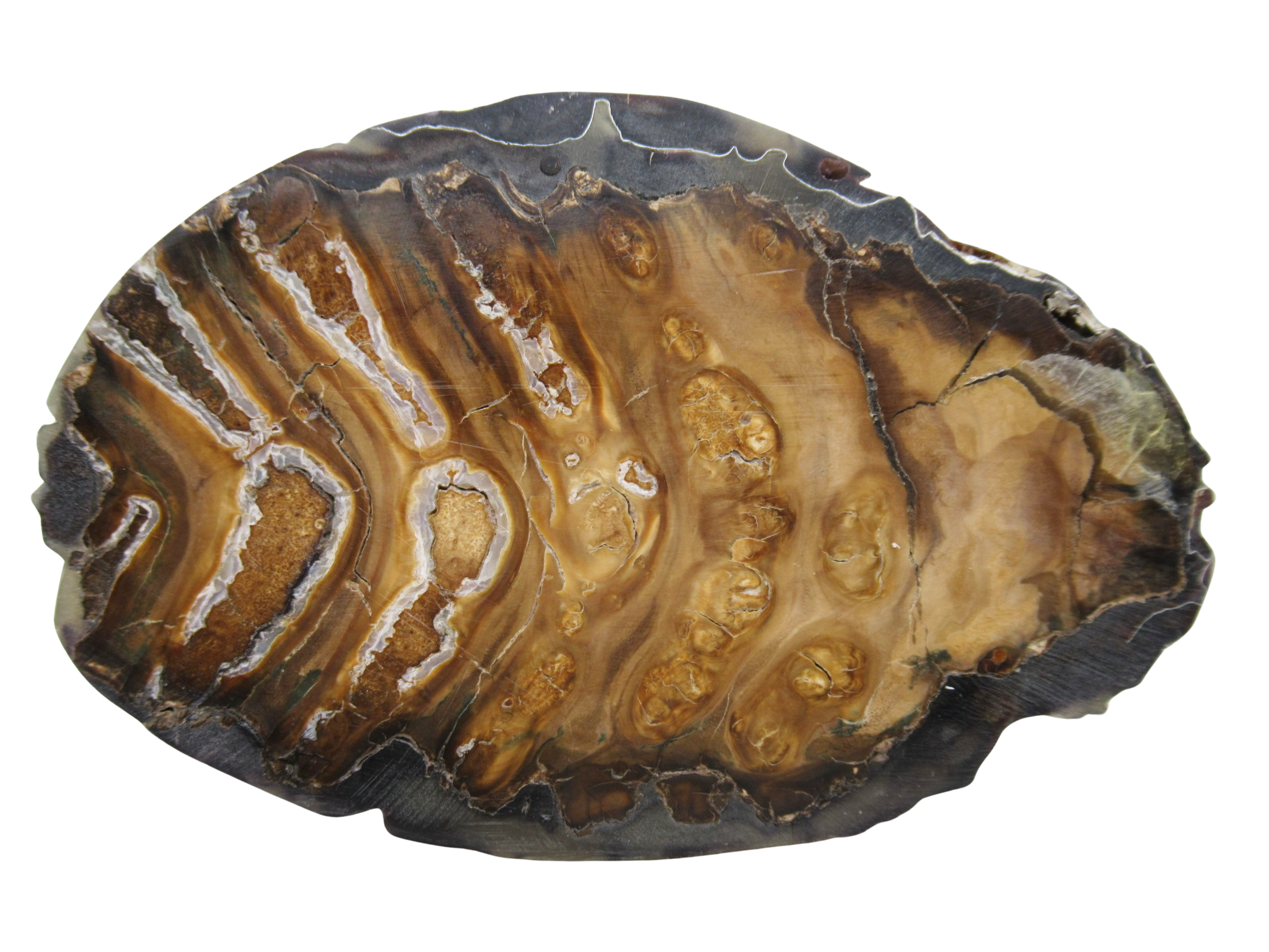 Woolly Mammoth Tooth Fossil For Sale Genuine Ice Age Fossils Tooth Slice 50a | Fossils for Sale Woolly Mammoth Tooth Fossil For Sale Genuine Ice Age Fossils Tooth Slice 50a
