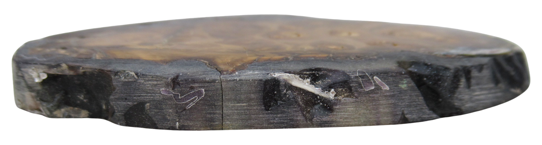 Woolly Mammoth Tooth Fossil For Sale Genuine Ice Age Fossils Tooth Slice 50b | Fossils for Sale Woolly Mammoth Tooth Fossil For Sale Genuine Ice Age Fossils Tooth Slice 50b