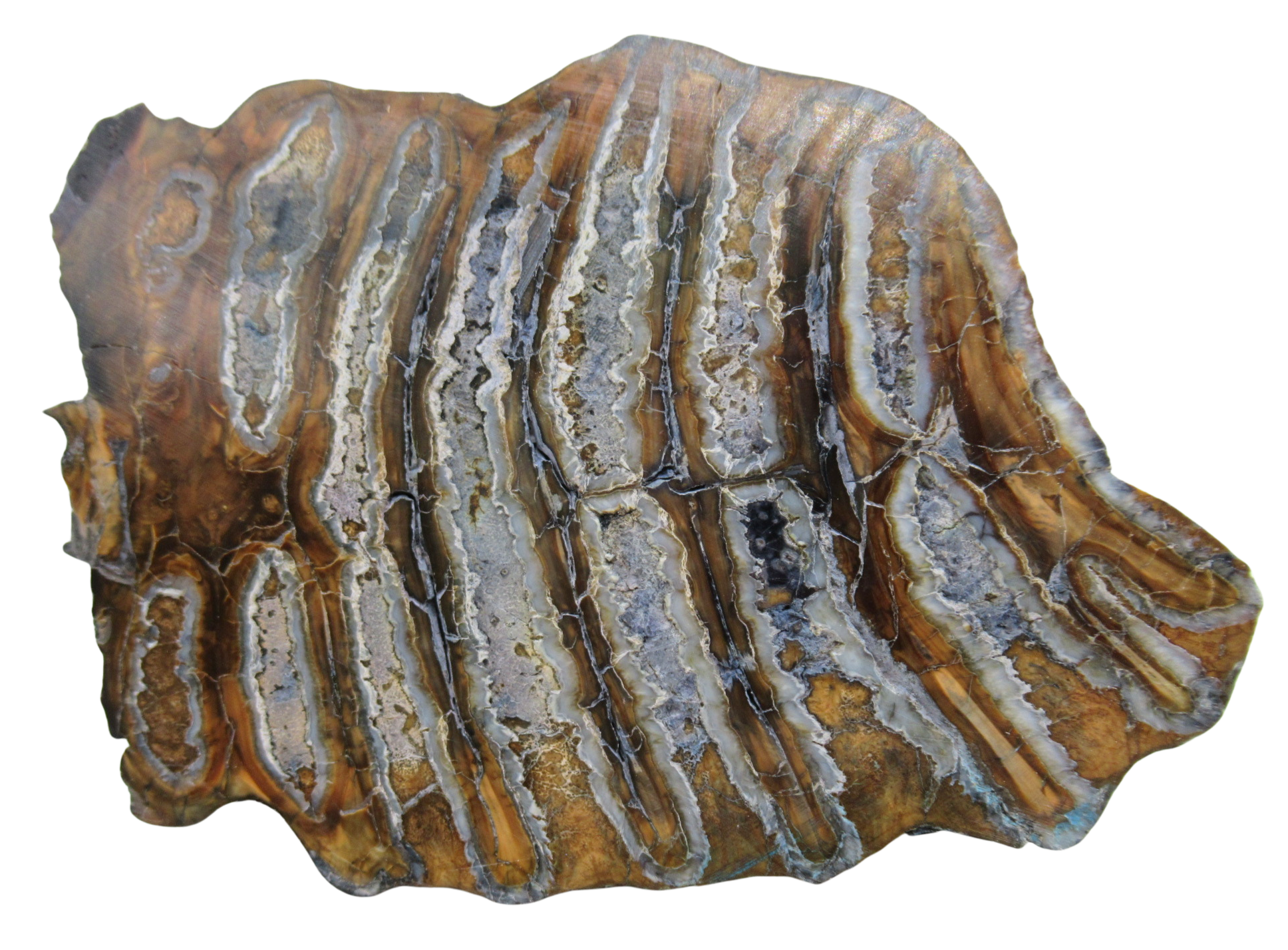 Woolly Mammoth Tooth Fossil For Sale Genuine Ice Age Fossils Tooth Slice 51 | Fossils for Sale Woolly Mammoth Tooth Fossil For Sale Genuine Ice Age Fossils Tooth Slice 51