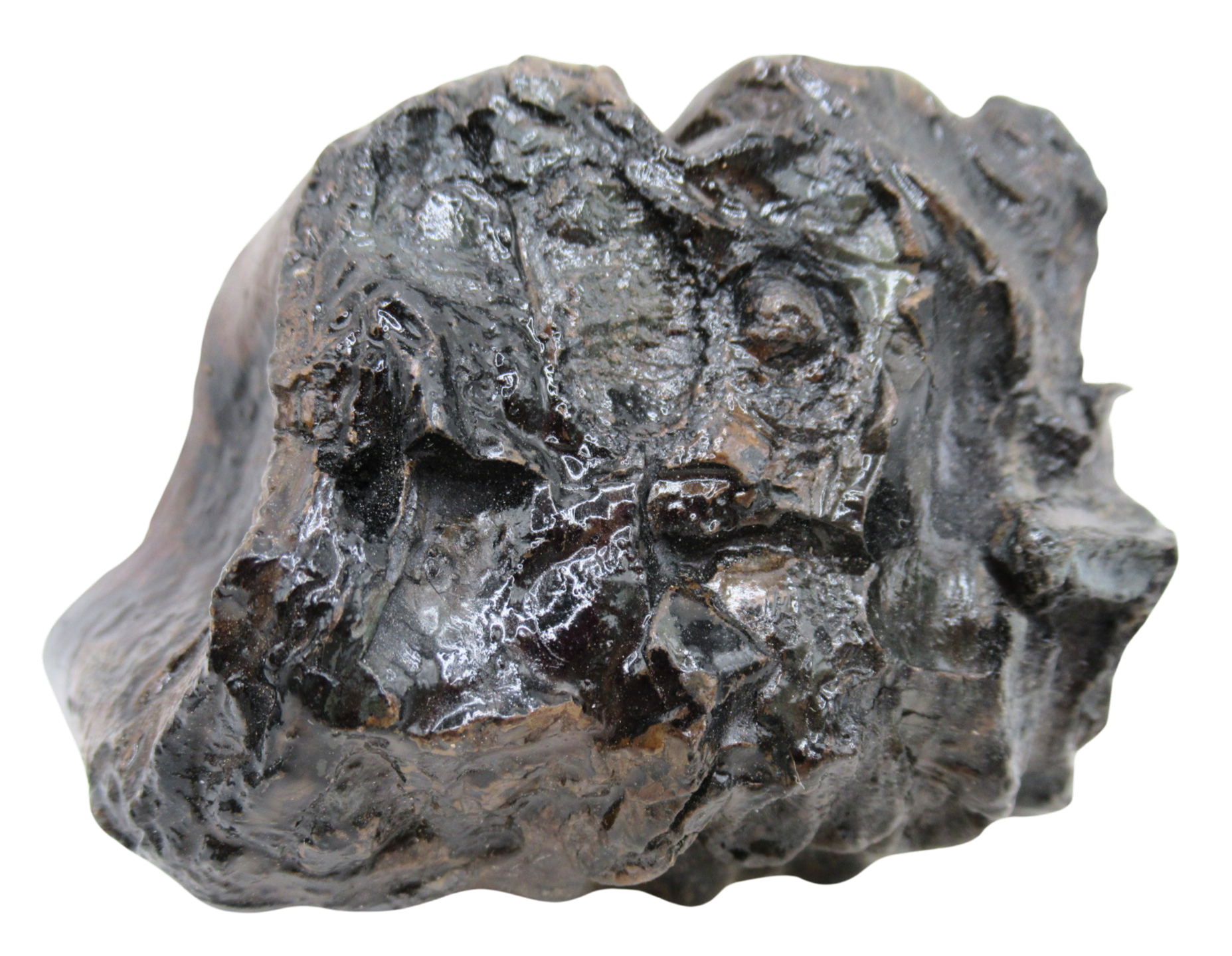 Woolly Mammoth Tooth Fossil For Sale Genuine Ice Age Fossils Tooth Slice 51a | Fossils for Sale Woolly Mammoth Tooth Fossil For Sale Genuine Ice Age Fossils Tooth Slice 51a