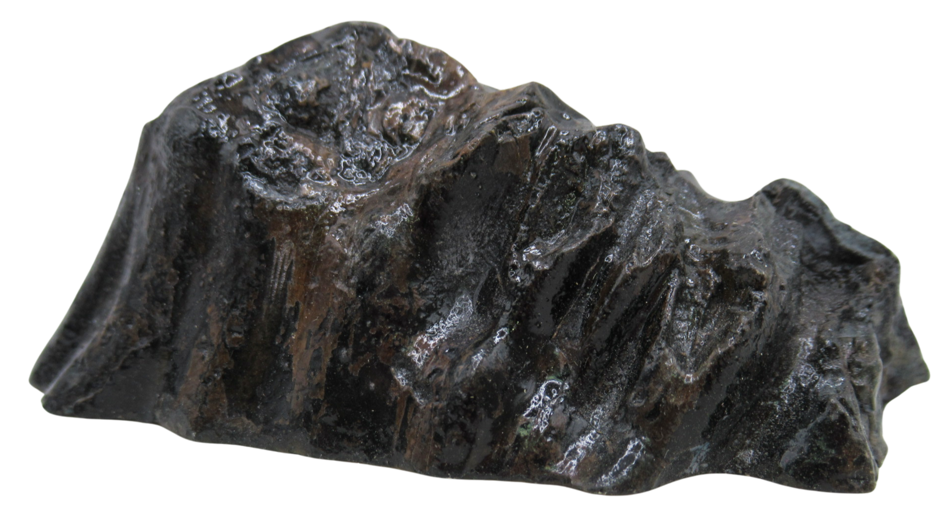 Woolly Mammoth Tooth Fossil For Sale Genuine Ice Age Fossils Tooth Slice 51b | Fossils for Sale Woolly Mammoth Tooth Fossil For Sale Genuine Ice Age Fossils Tooth Slice 51b