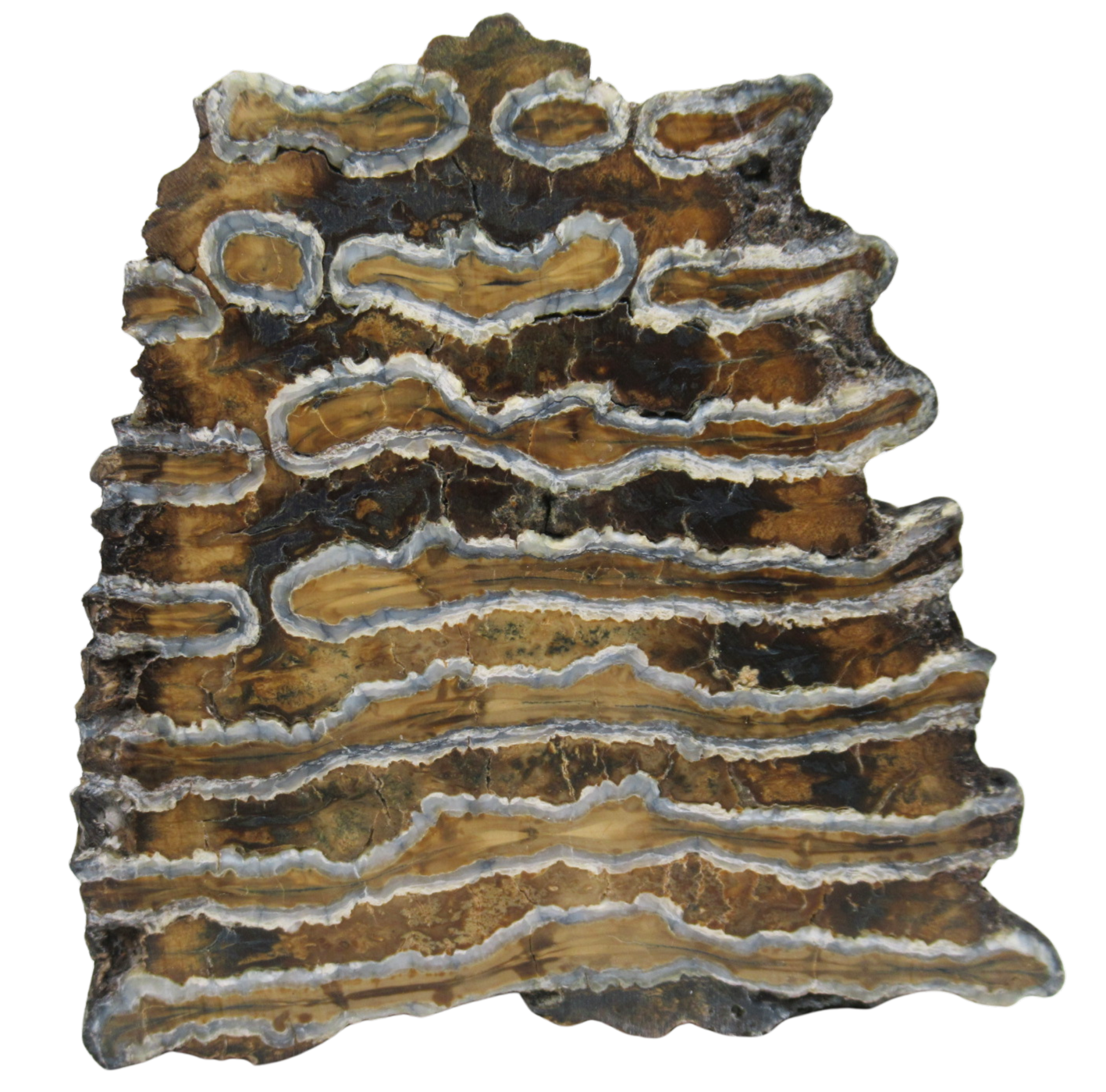 Woolly Mammoth Tooth Fossil For Sale Genuine Ice Age Fossils Tooth Slice 52 | Fossils for Sale Woolly Mammoth Tooth Fossil For Sale Genuine Ice Age Fossils Tooth Slice 52