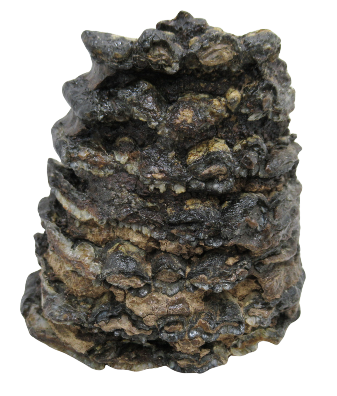 Woolly Mammoth Tooth Fossil For Sale Genuine Ice Age Fossils Tooth Slice 52a | Fossils for Sale Woolly Mammoth Tooth Fossil For Sale Genuine Ice Age Fossils Tooth Slice 52a