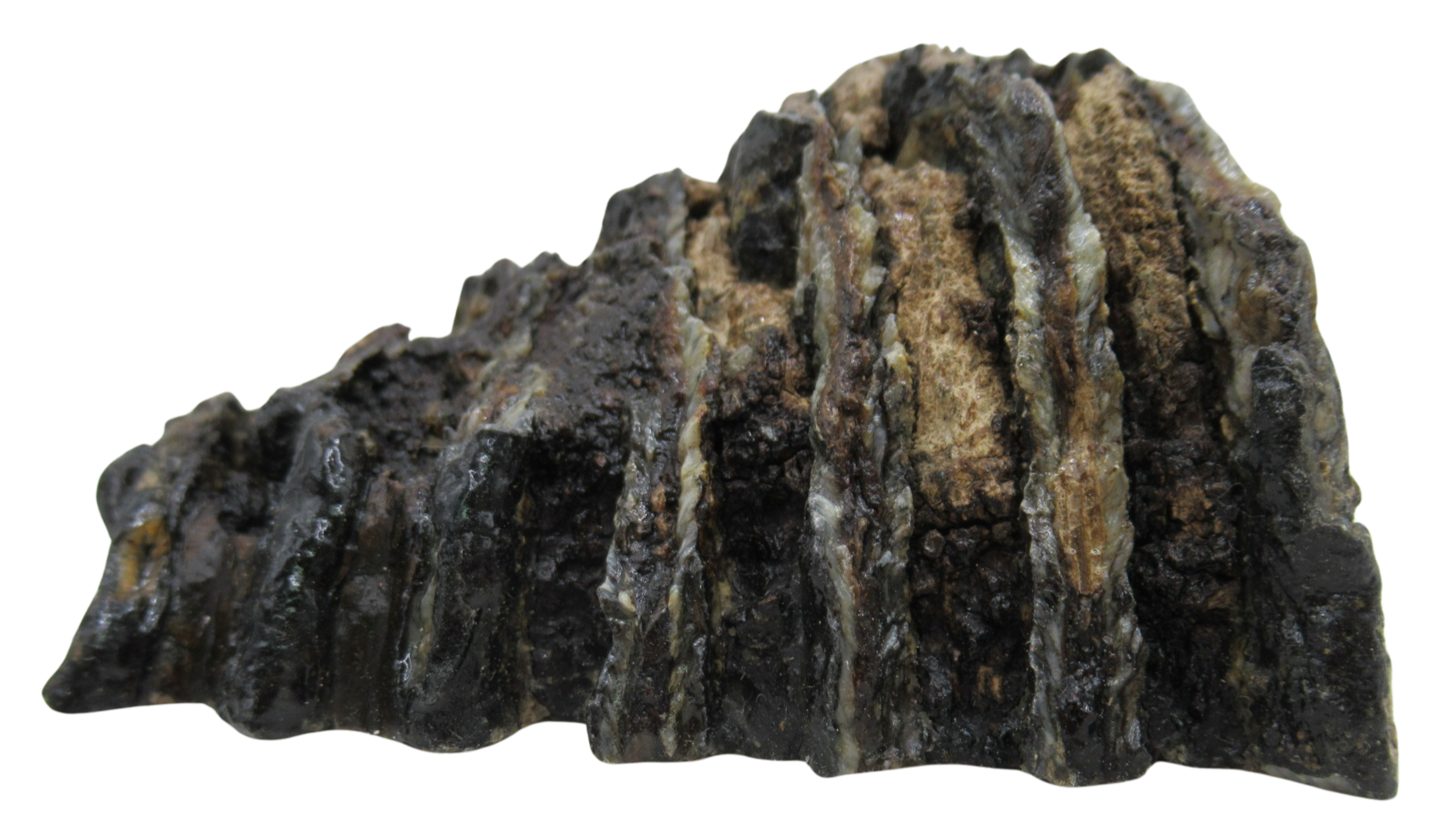 Woolly Mammoth Tooth Fossil For Sale Genuine Ice Age Fossils Tooth Slice 52b | Fossils for Sale Woolly Mammoth Tooth Fossil For Sale Genuine Ice Age Fossils Tooth Slice 52b