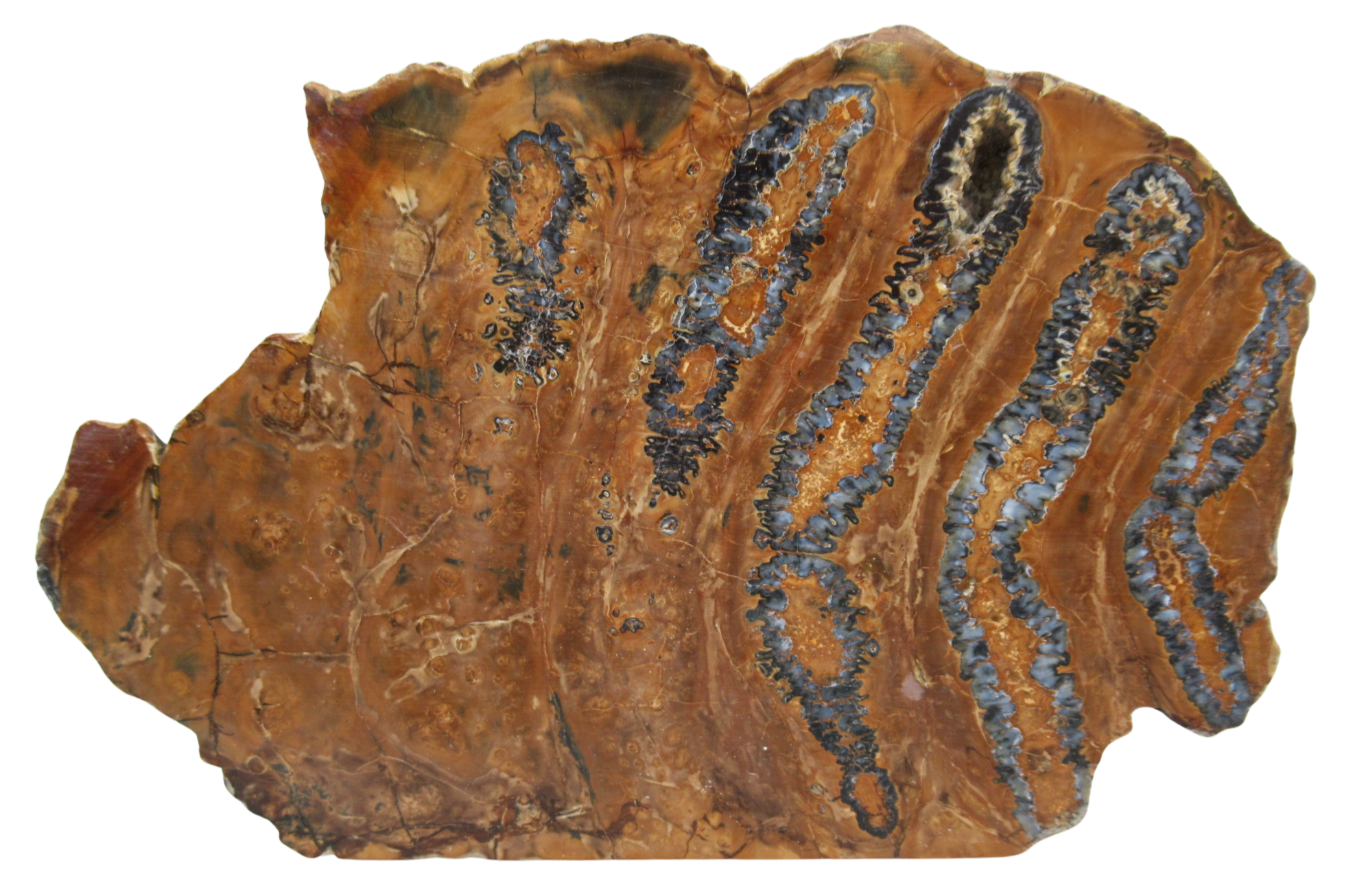 Woolly Mammoth Tooth Fossil For Sale Genuine Ice Age Fossils Tooth Slice 53 | Fossils for Sale Woolly Mammoth Tooth Fossil For Sale Genuine Ice Age Fossils Tooth Slice 53