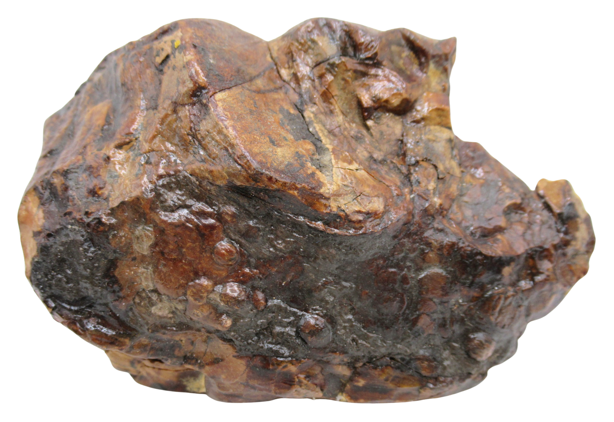 Woolly Mammoth Tooth Fossil For Sale Genuine Ice Age Fossils Tooth Slice 53a | Fossils for Sale Woolly Mammoth Tooth Fossil For Sale Genuine Ice Age Fossils Tooth Slice 53a