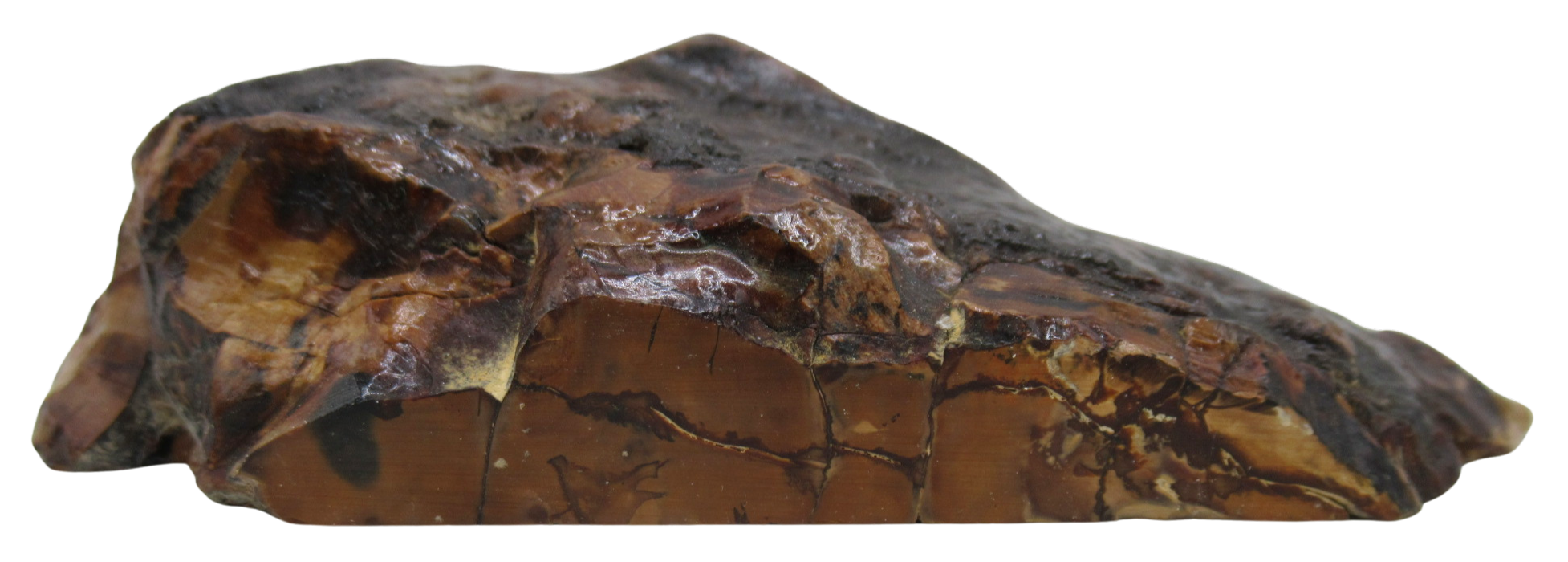 Woolly Mammoth Tooth Fossil For Sale Genuine Ice Age Fossils Tooth Slice 53b | Fossils for Sale Woolly Mammoth Tooth Fossil For Sale Genuine Ice Age Fossils Tooth Slice 53b
