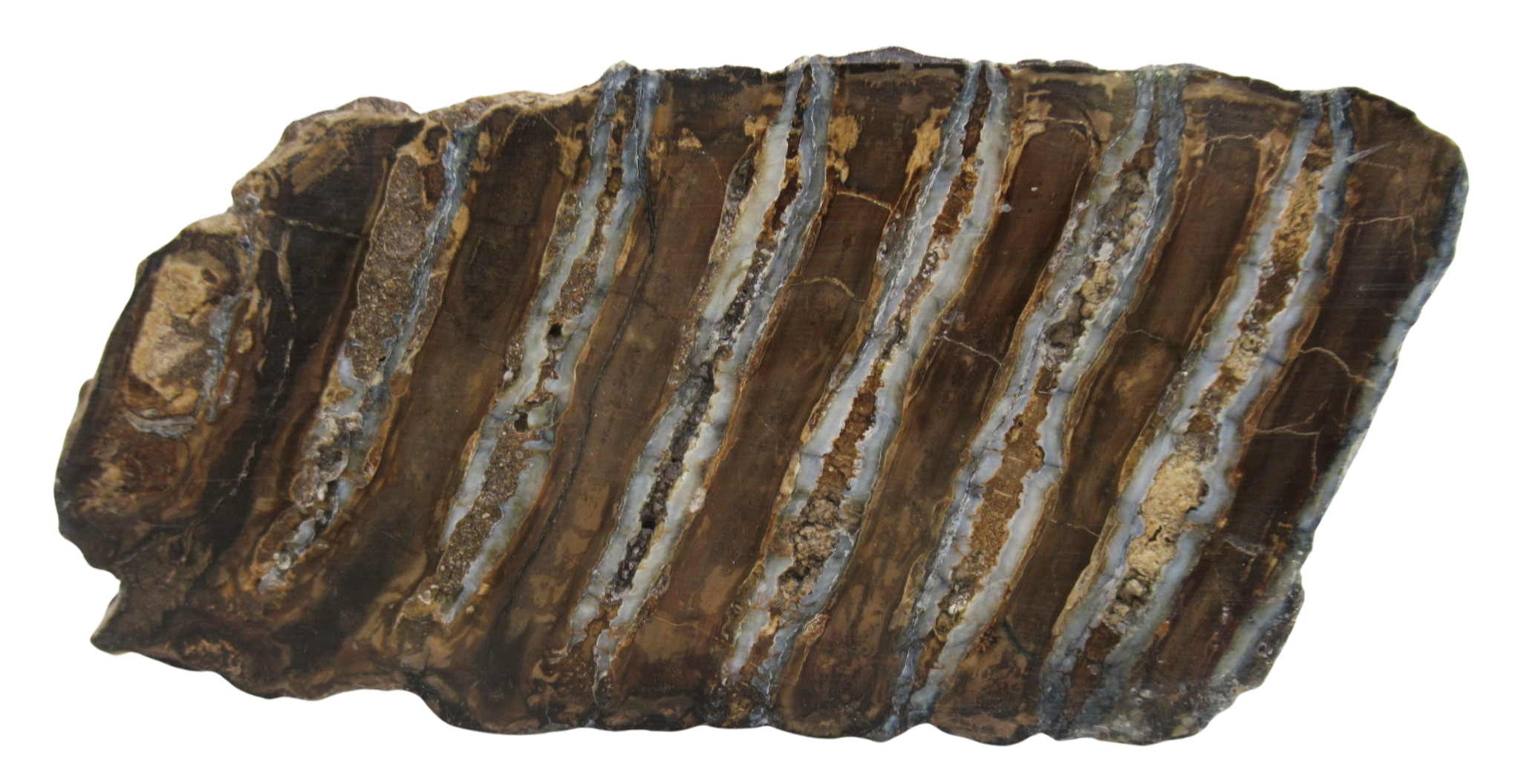 Woolly Mammoth Tooth Fossil For Sale Genuine Ice Age Fossils Tooth Slice 54 | Fossils for Sale Woolly Mammoth Tooth Fossil For Sale Genuine Ice Age Fossils Tooth Slice 54