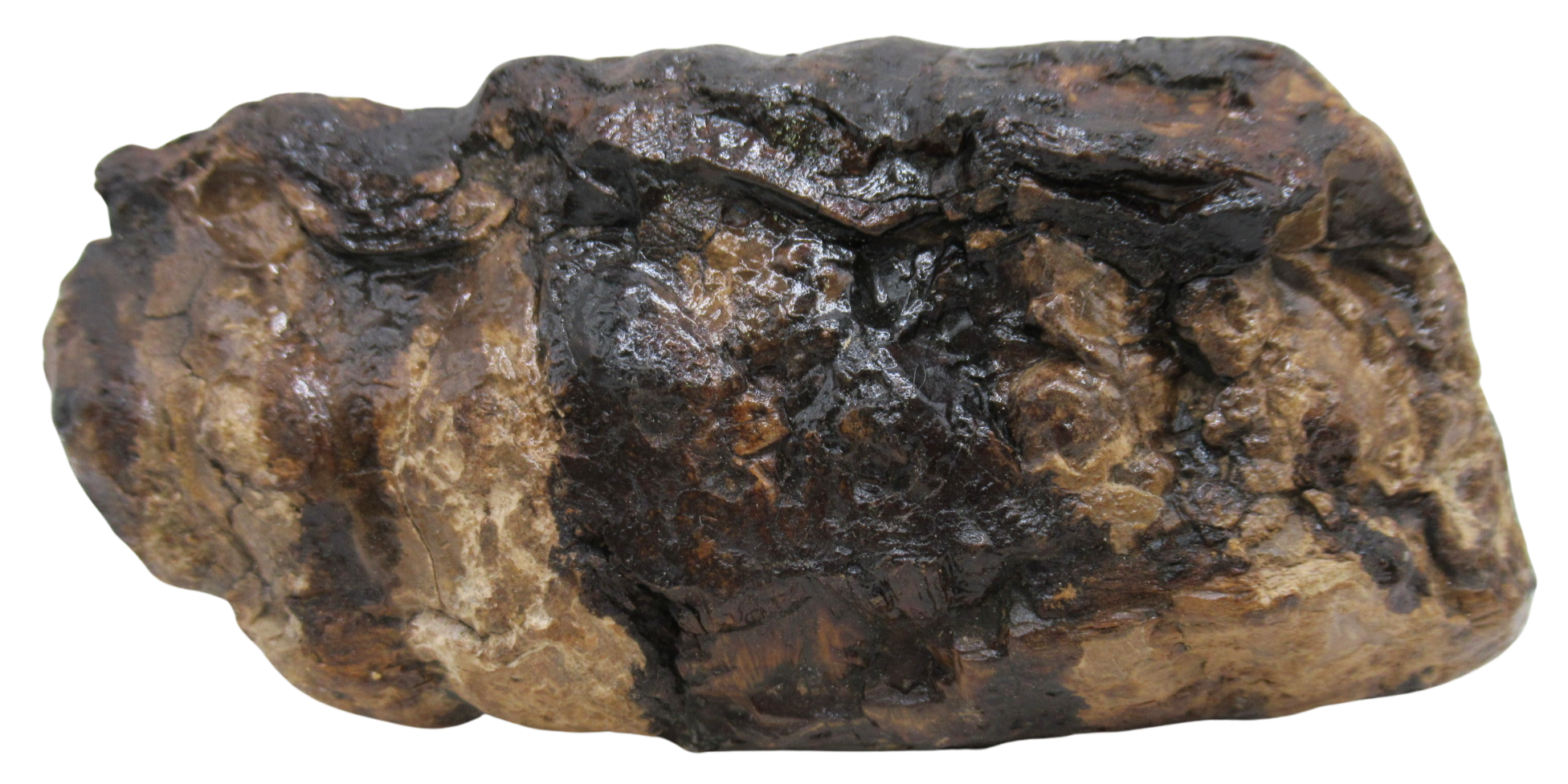 Woolly Mammoth Tooth Fossil For Sale Genuine Ice Age Fossils Tooth Slice 54a | Fossils for Sale Woolly Mammoth Tooth Fossil For Sale Genuine Ice Age Fossils Tooth Slice 54a