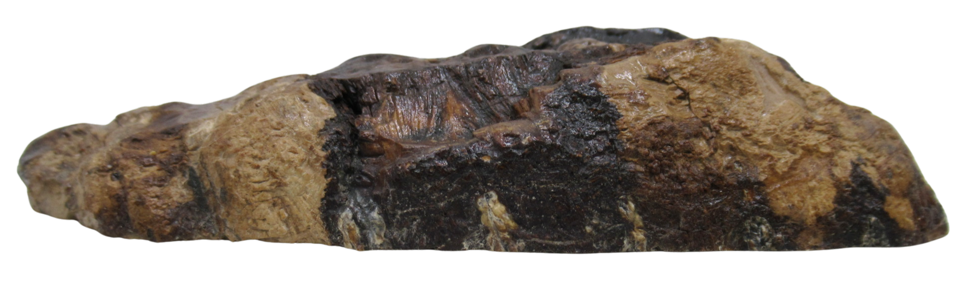 Woolly Mammoth Tooth Fossil For Sale Genuine Ice Age Fossils Tooth Slice 54b | Fossils for Sale Woolly Mammoth Tooth Fossil For Sale Genuine Ice Age Fossils Tooth Slice 54b