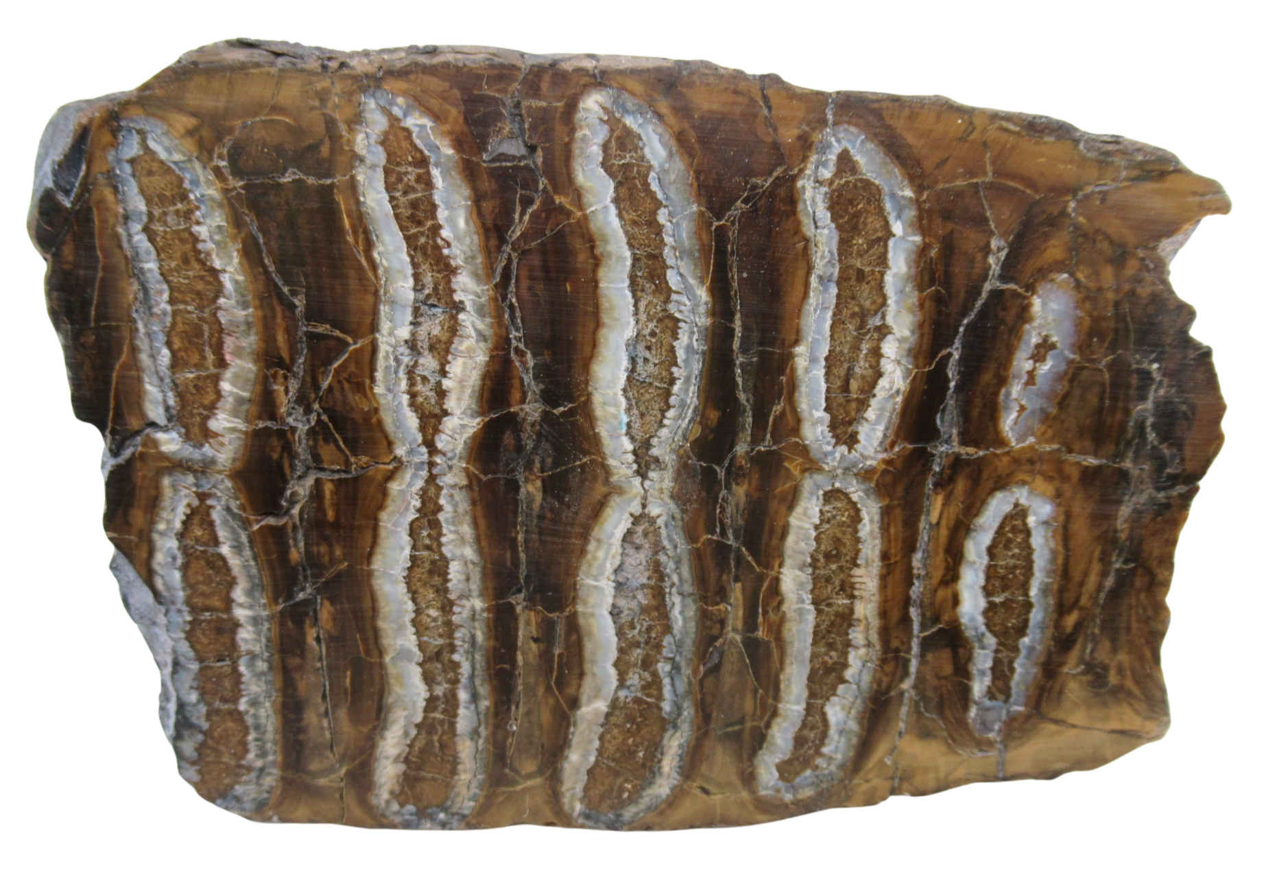 Woolly Mammoth Tooth Fossil For Sale Genuine Ice Age Fossils Tooth Slice 56 | Fossils for Sale Woolly Mammoth Tooth Fossil For Sale Genuine Ice Age Fossils Tooth Slice 56
