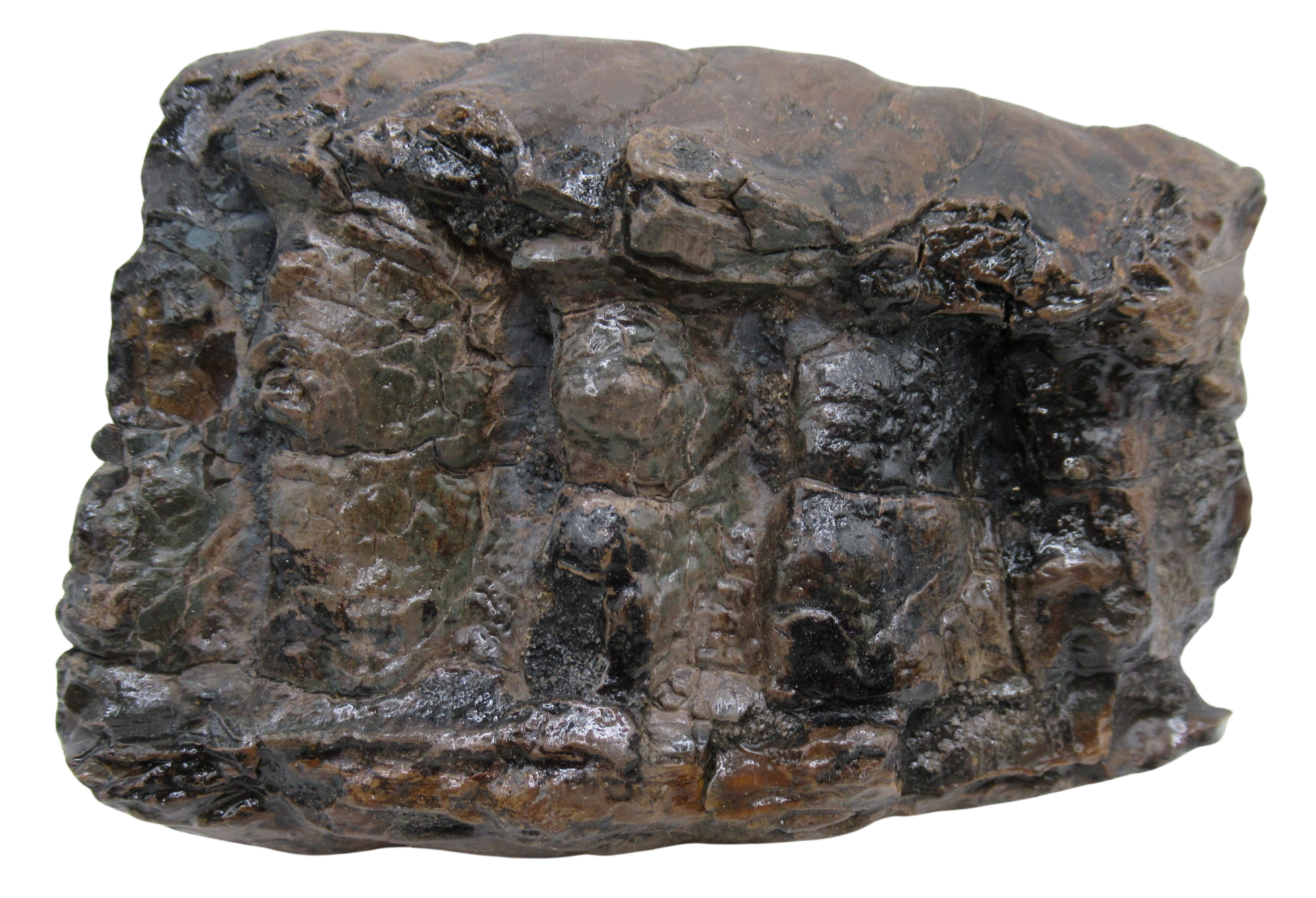 Woolly Mammoth Tooth Fossil For Sale Genuine Ice Age Fossils Tooth Slice 56a | Fossils for Sale Woolly Mammoth Tooth Fossil For Sale Genuine Ice Age Fossils Tooth Slice 56a