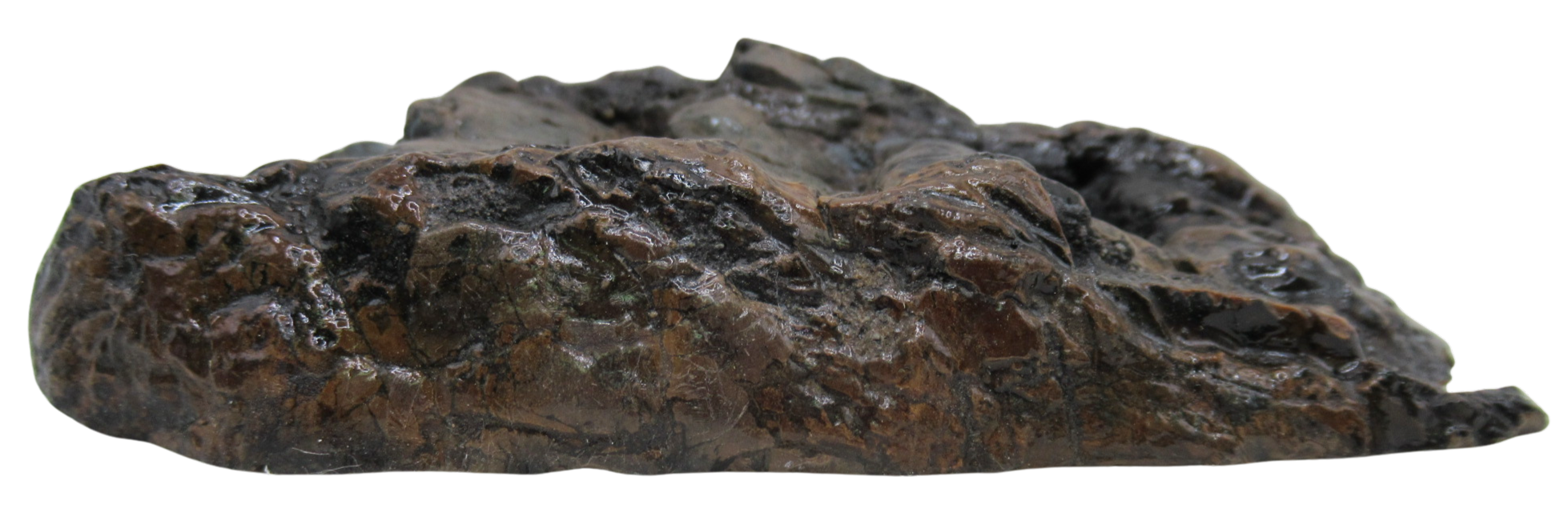 Woolly Mammoth Tooth Fossil For Sale Genuine Ice Age Fossils Tooth Slice 56b | Fossils for Sale Woolly Mammoth Tooth Fossil For Sale Genuine Ice Age Fossils Tooth Slice 56b