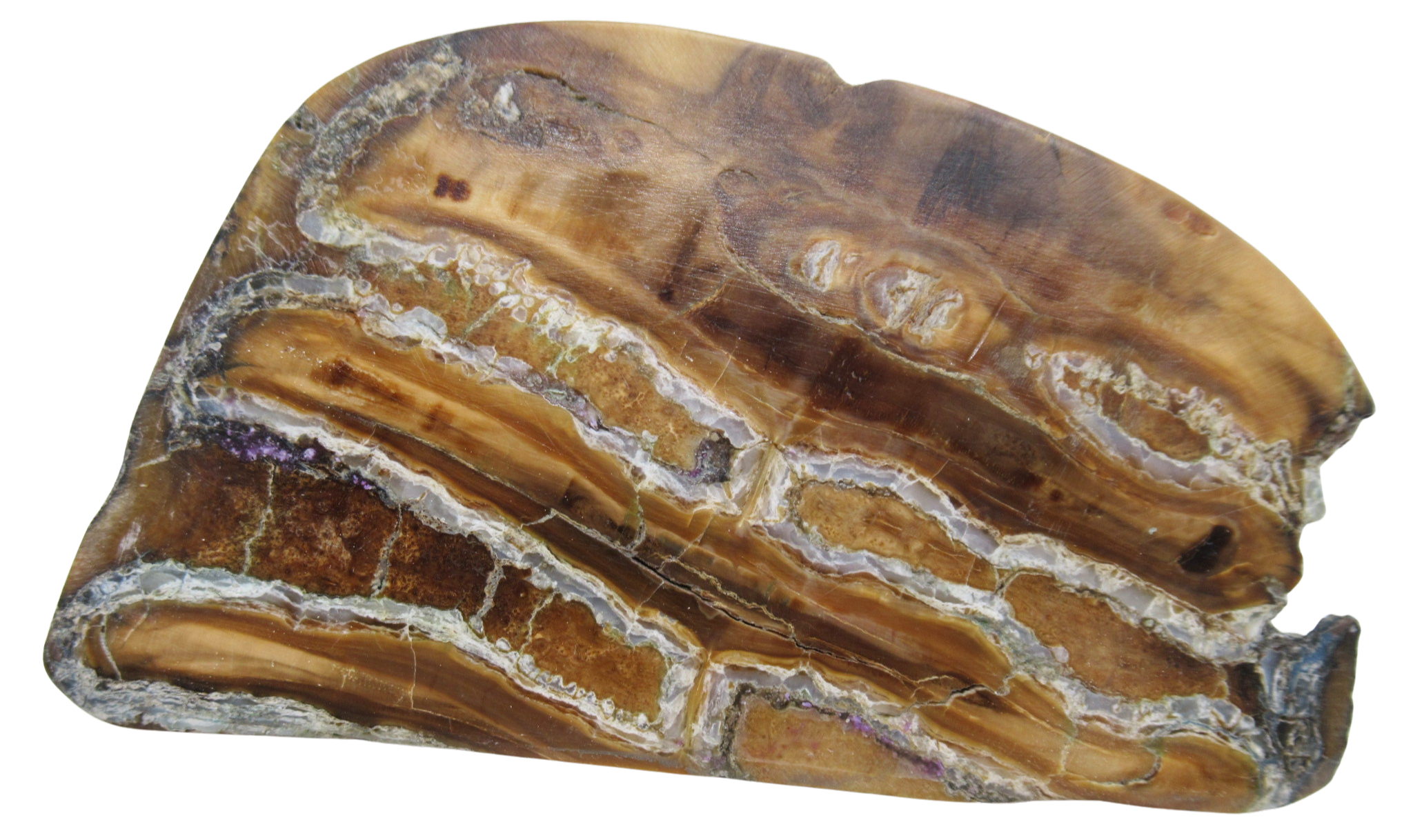 Woolly Mammoth Tooth Fossil For Sale Genuine Ice Age Fossils Tooth Slice 57 | Fossils for Sale Woolly Mammoth Tooth Fossil For Sale Genuine Ice Age Fossils Tooth Slice 57