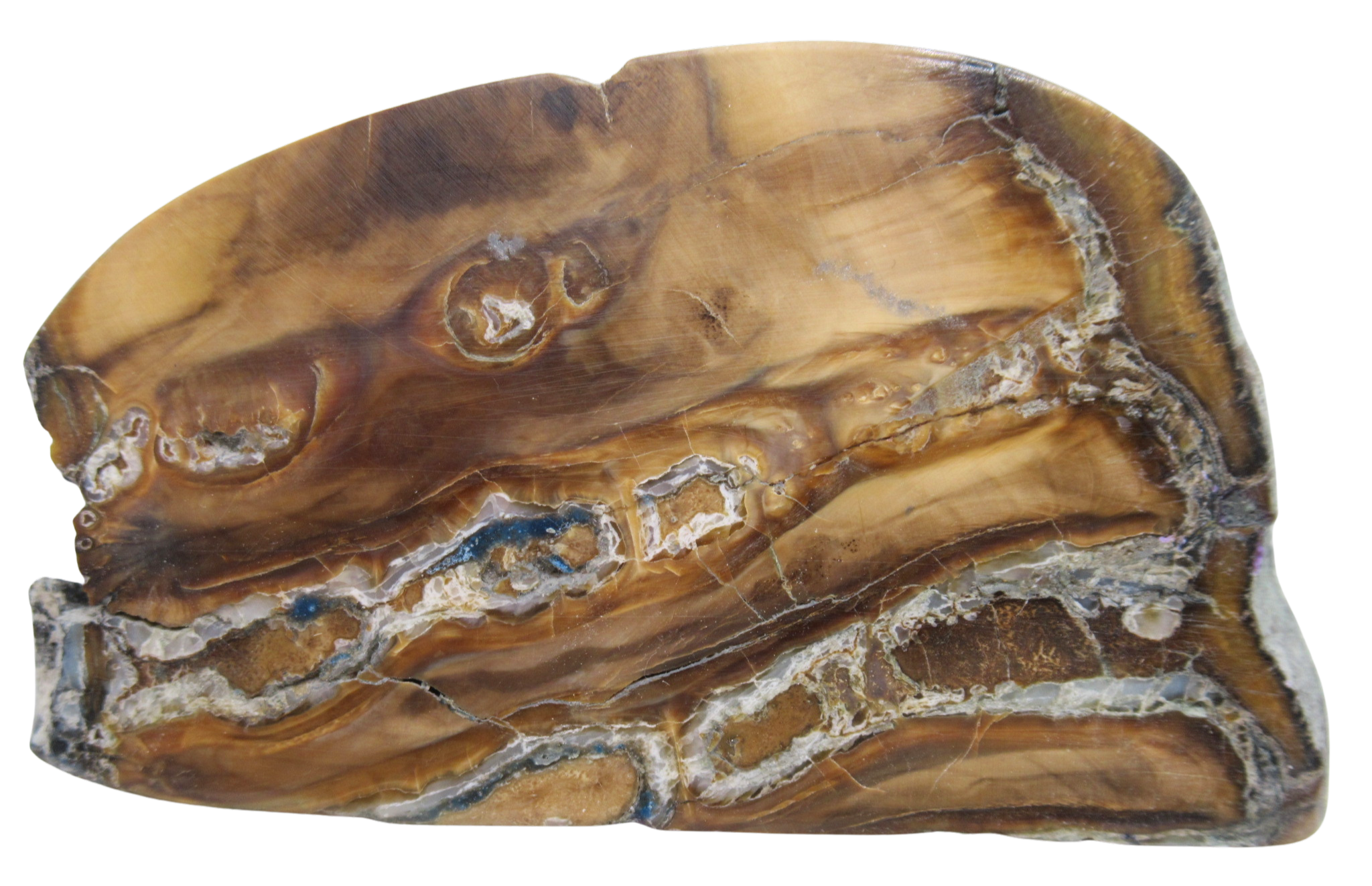 Woolly Mammoth Tooth Fossil For Sale Genuine Ice Age Fossils Tooth Slice 57a | Fossils for Sale Woolly Mammoth Tooth Fossil For Sale Genuine Ice Age Fossils Tooth Slice 57a