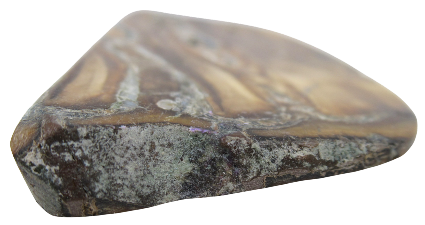 Woolly Mammoth Tooth Fossil For Sale Genuine Ice Age Fossils Tooth Slice 57b | Fossils for Sale Woolly Mammoth Tooth Fossil For Sale Genuine Ice Age Fossils Tooth Slice 57b