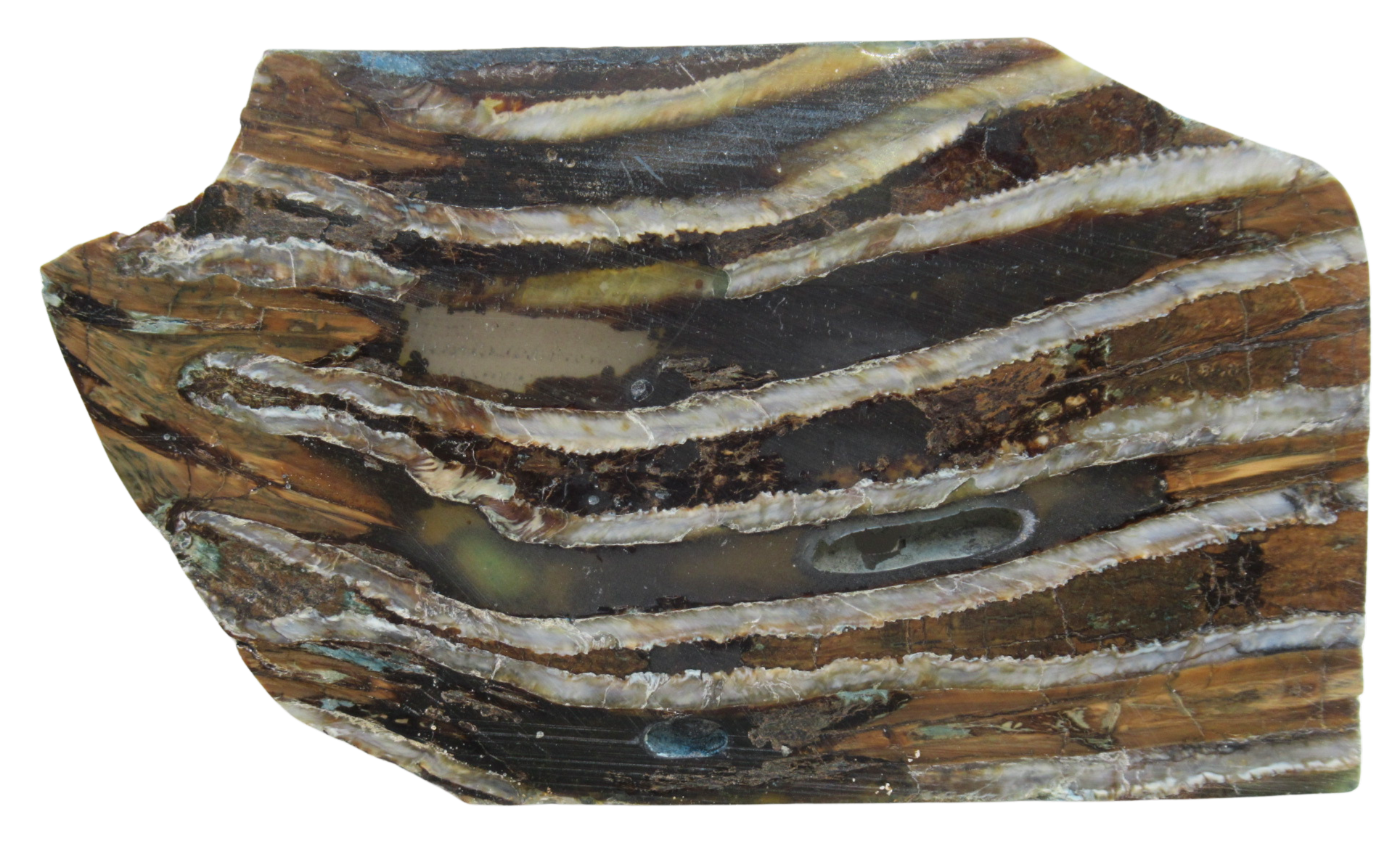 Woolly Mammoth Tooth Fossil For Sale Genuine Ice Age Fossils Tooth Slice 58 | Fossils for Sale Woolly Mammoth Tooth Fossil For Sale Genuine Ice Age Fossils Tooth Slice 58