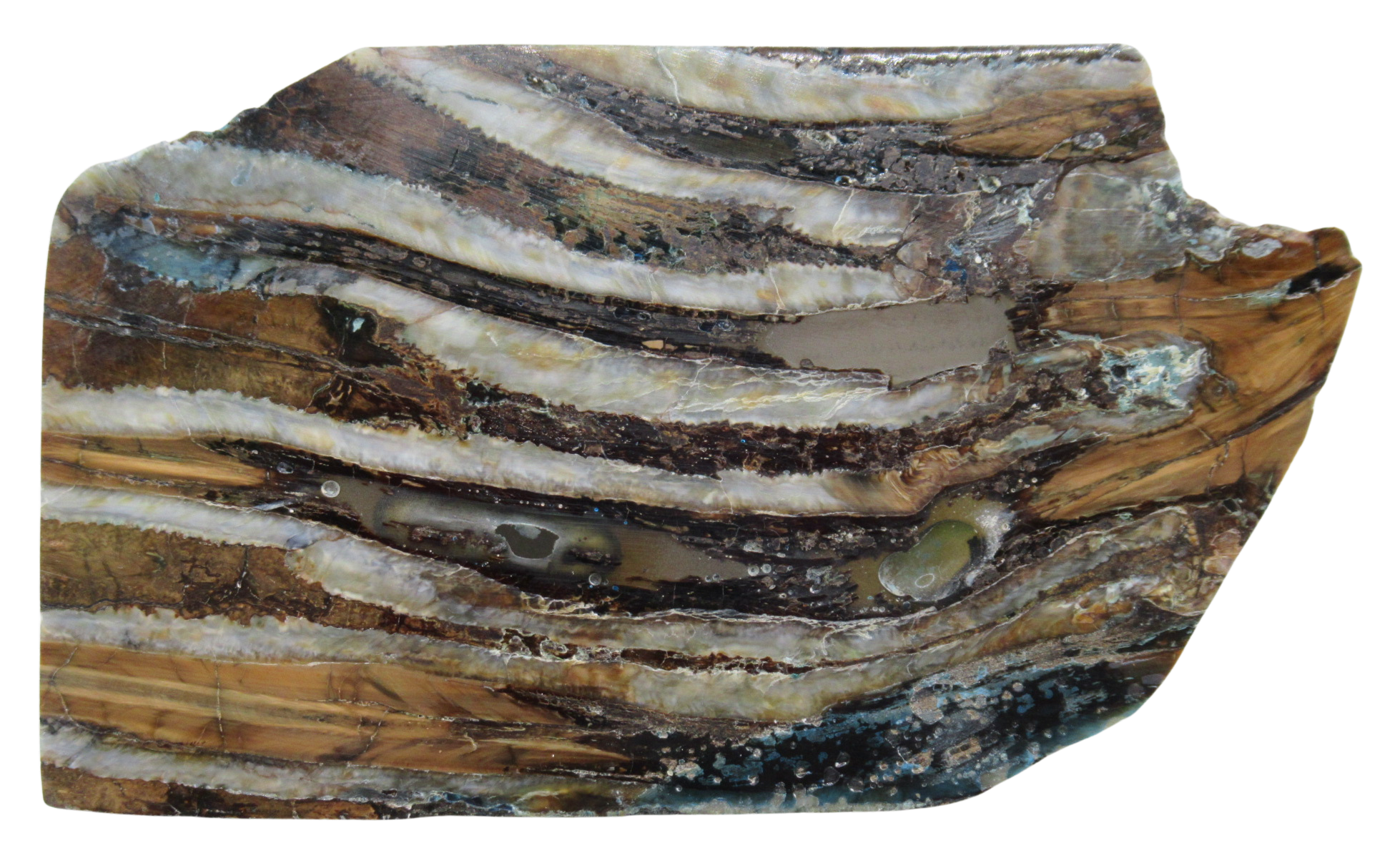 Woolly Mammoth Tooth Fossil For Sale Genuine Ice Age Fossils Tooth Slice 58a | Fossils for Sale Woolly Mammoth Tooth Fossil For Sale Genuine Ice Age Fossils Tooth Slice 58a