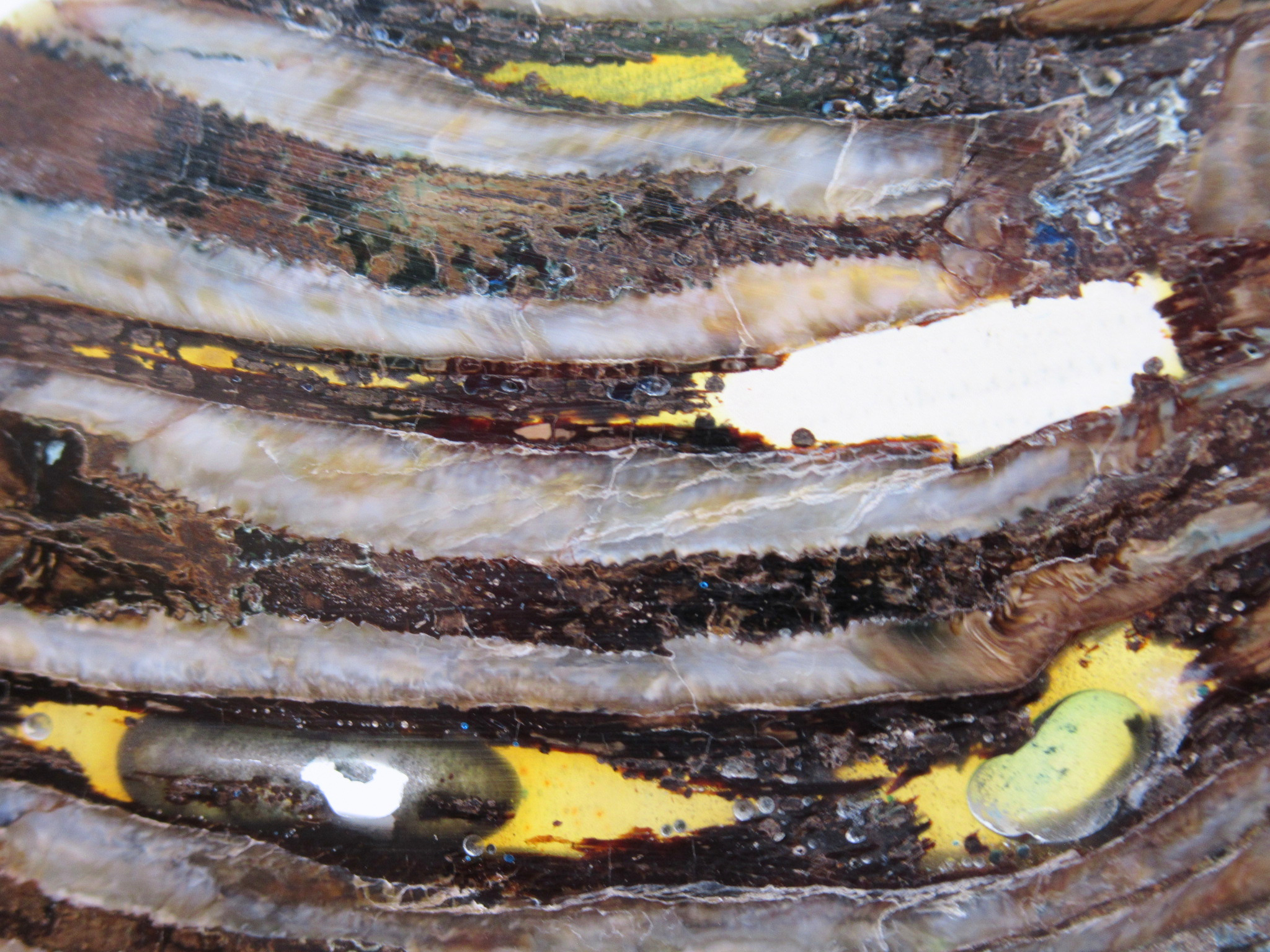 Woolly Mammoth Tooth Fossil For Sale Genuine Ice Age Fossils Tooth Slice 58b | Fossils for Sale Woolly Mammoth Tooth Fossil For Sale Genuine Ice Age Fossils Tooth Slice 58b