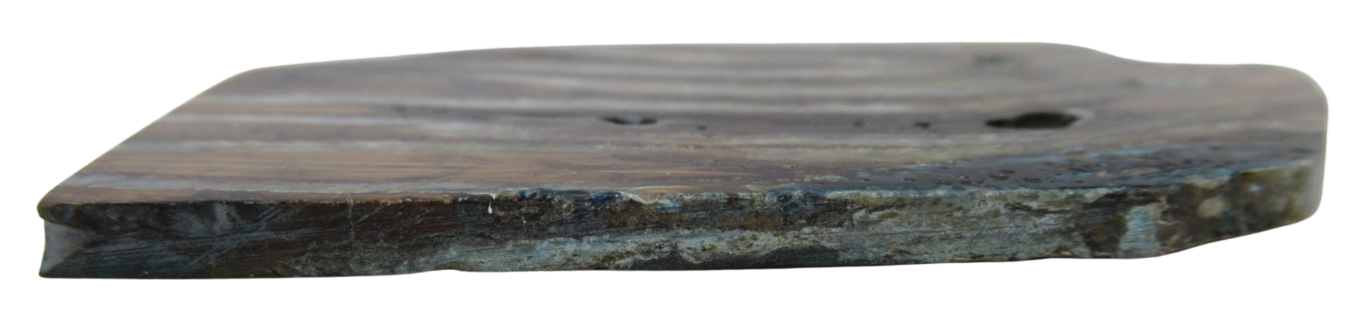 Woolly Mammoth Tooth Fossil For Sale Genuine Ice Age Fossils Tooth Slice 58c | Fossils for Sale Woolly Mammoth Tooth Fossil For Sale Genuine Ice Age Fossils Tooth Slice 58c