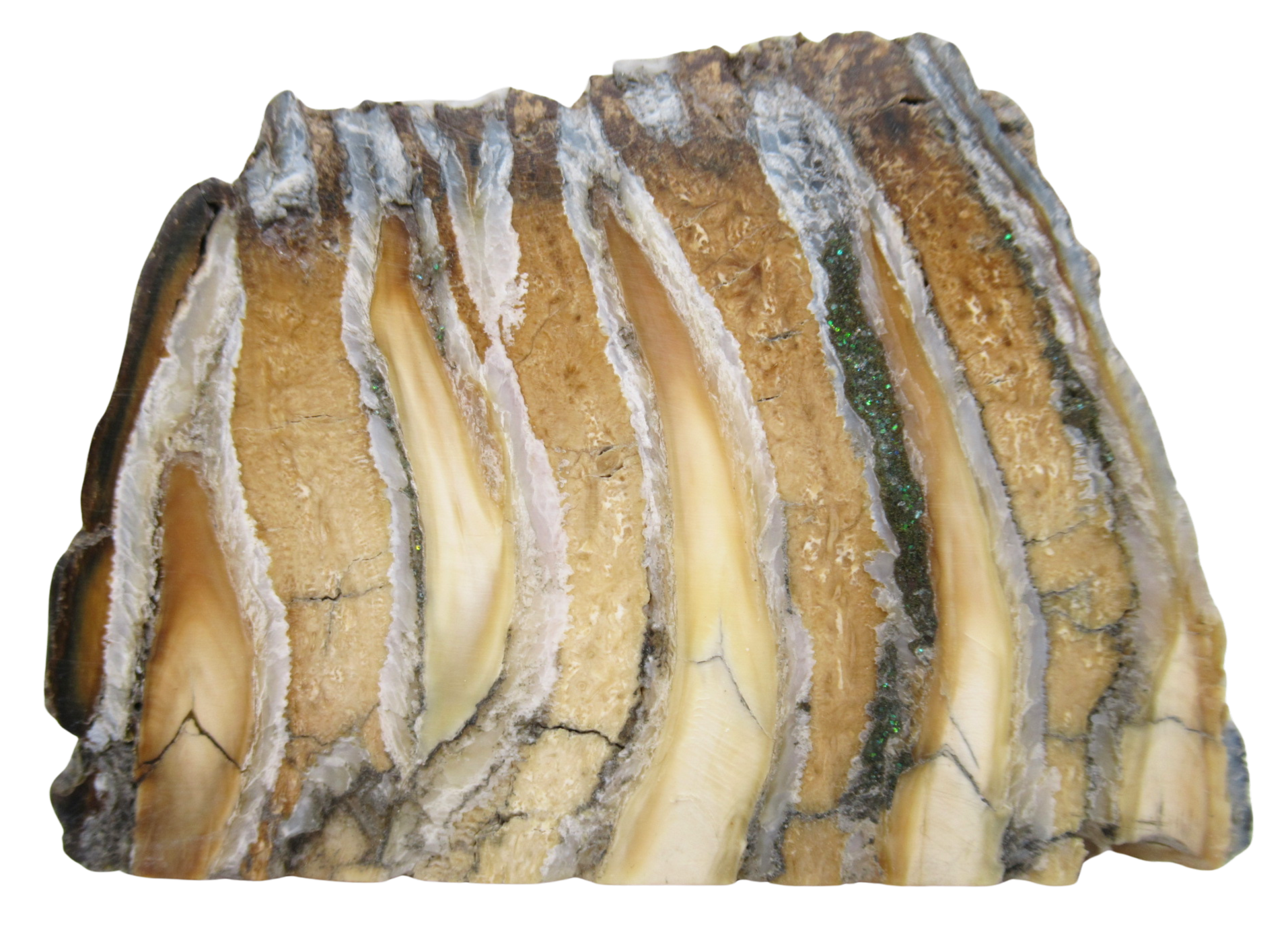 Woolly Mammoth Tooth Fossil For Sale Genuine Ice Age Fossils Tooth Slice 59 | Fossils for Sale Woolly Mammoth Tooth Fossil For Sale Genuine Ice Age Fossils Tooth Slice 59