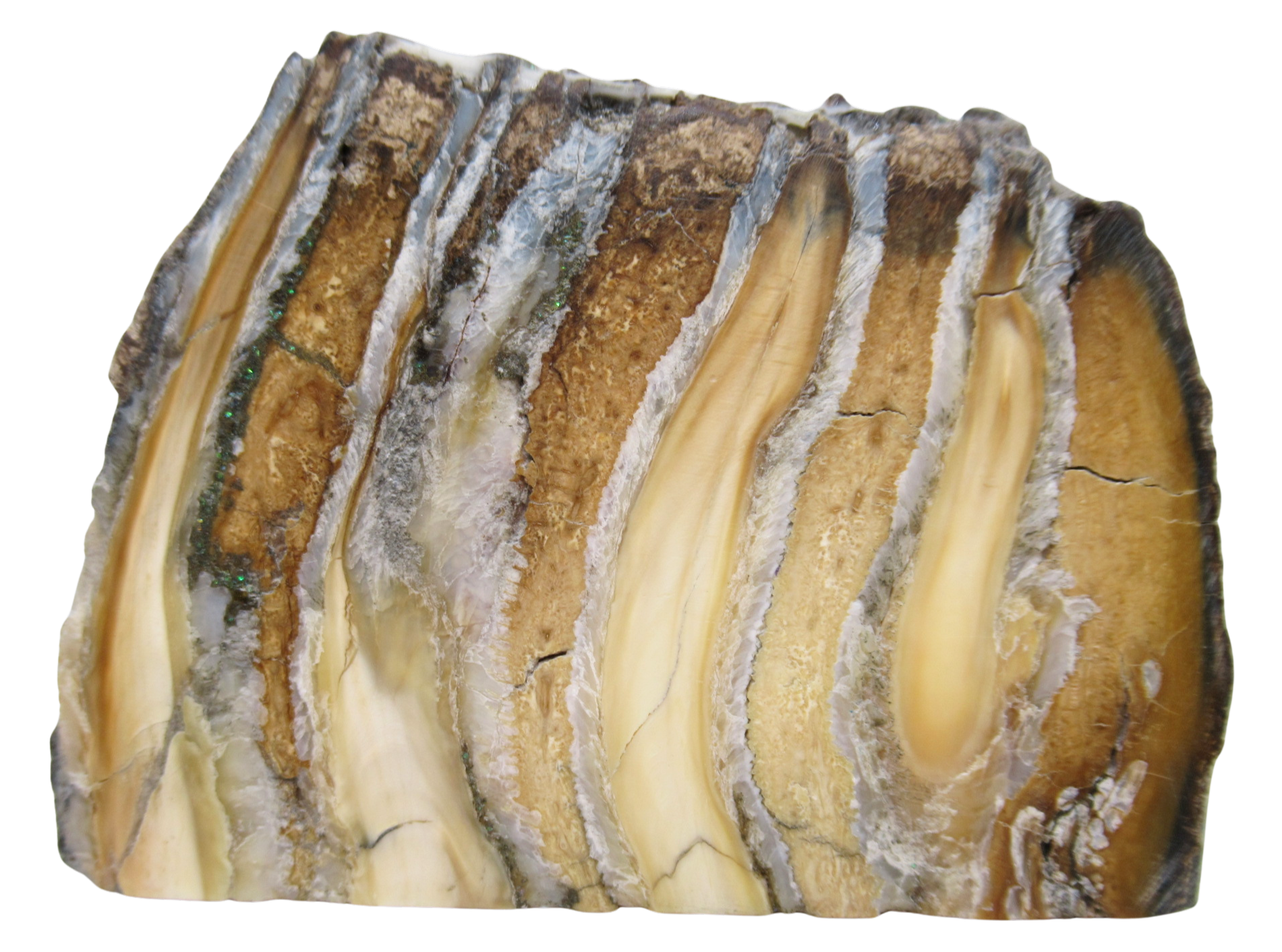 Woolly Mammoth Tooth Fossil For Sale Genuine Ice Age Fossils Tooth Slice 59a | Fossils for Sale Woolly Mammoth Tooth Fossil For Sale Genuine Ice Age Fossils Tooth Slice 59a