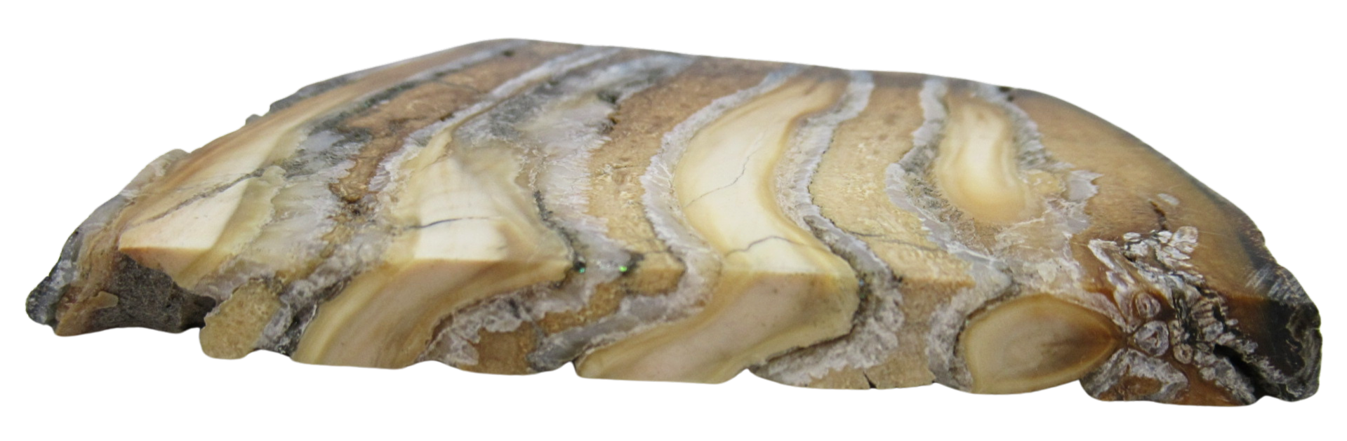 Woolly Mammoth Tooth Fossil For Sale Genuine Ice Age Fossils Tooth Slice 59b | Fossils for Sale Woolly Mammoth Tooth Fossil For Sale Genuine Ice Age Fossils Tooth Slice 59b