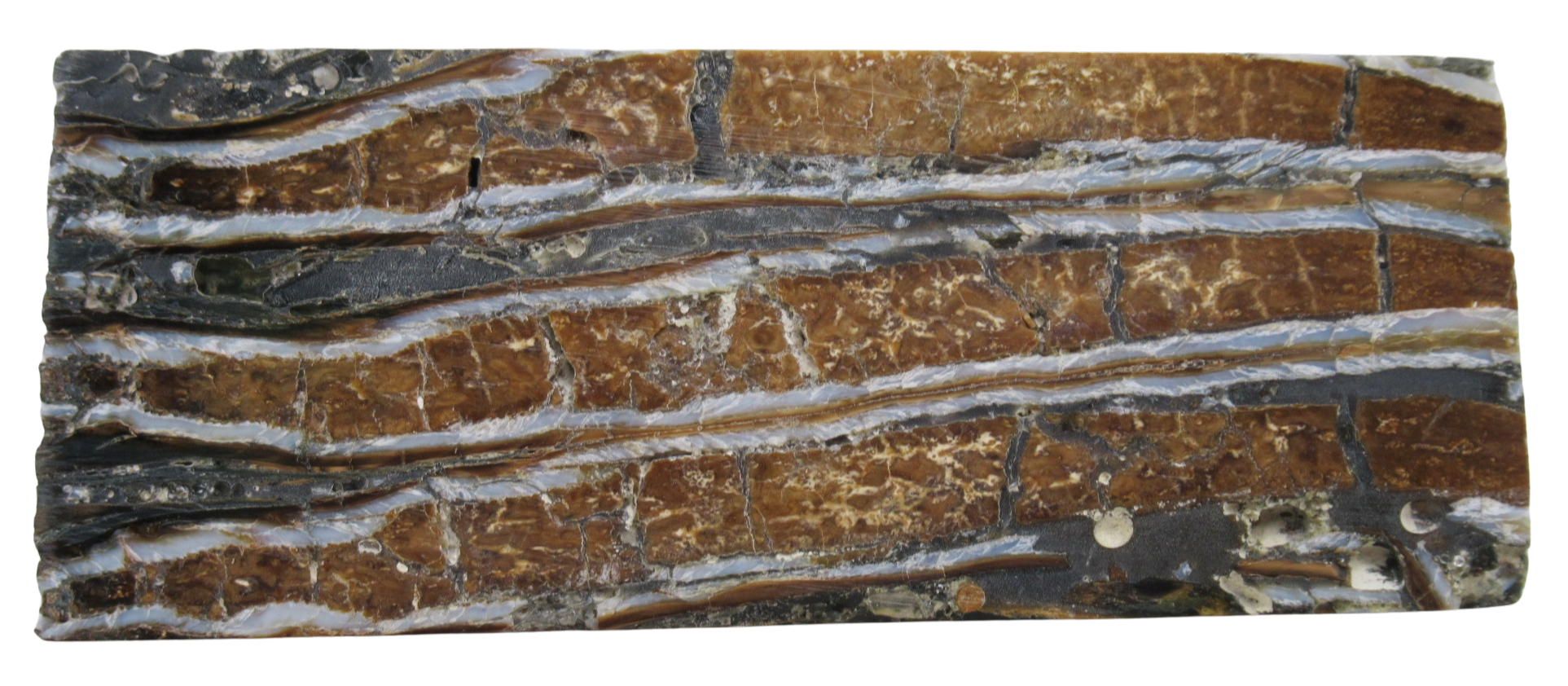 Woolly Mammoth Tooth Fossil For Sale Genuine Ice Age Fossils Tooth Slice 60 | Fossils for Sale Woolly Mammoth Tooth Fossil For Sale Genuine Ice Age Fossils Tooth Slice 60